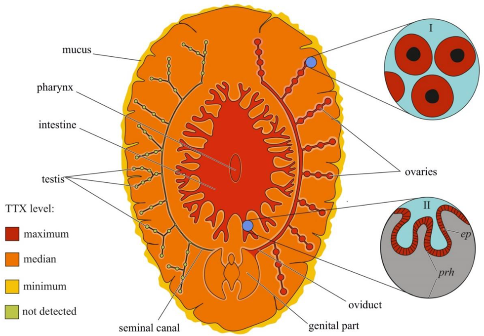 Toxins 14 00576 g005