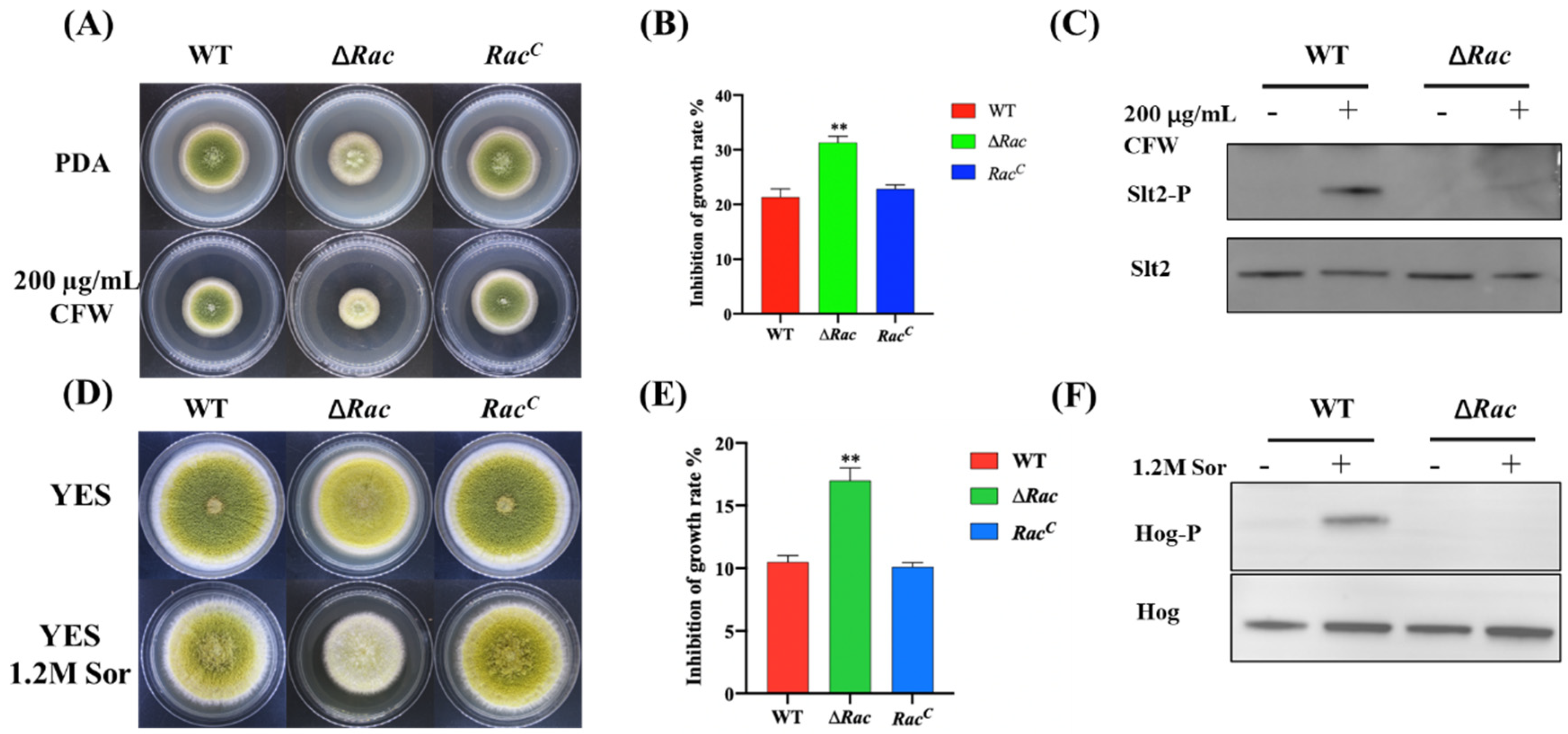 Toxins 14 00581 g008