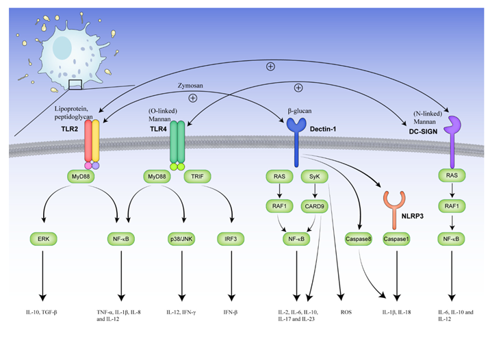 Toxins 14 00596 g001