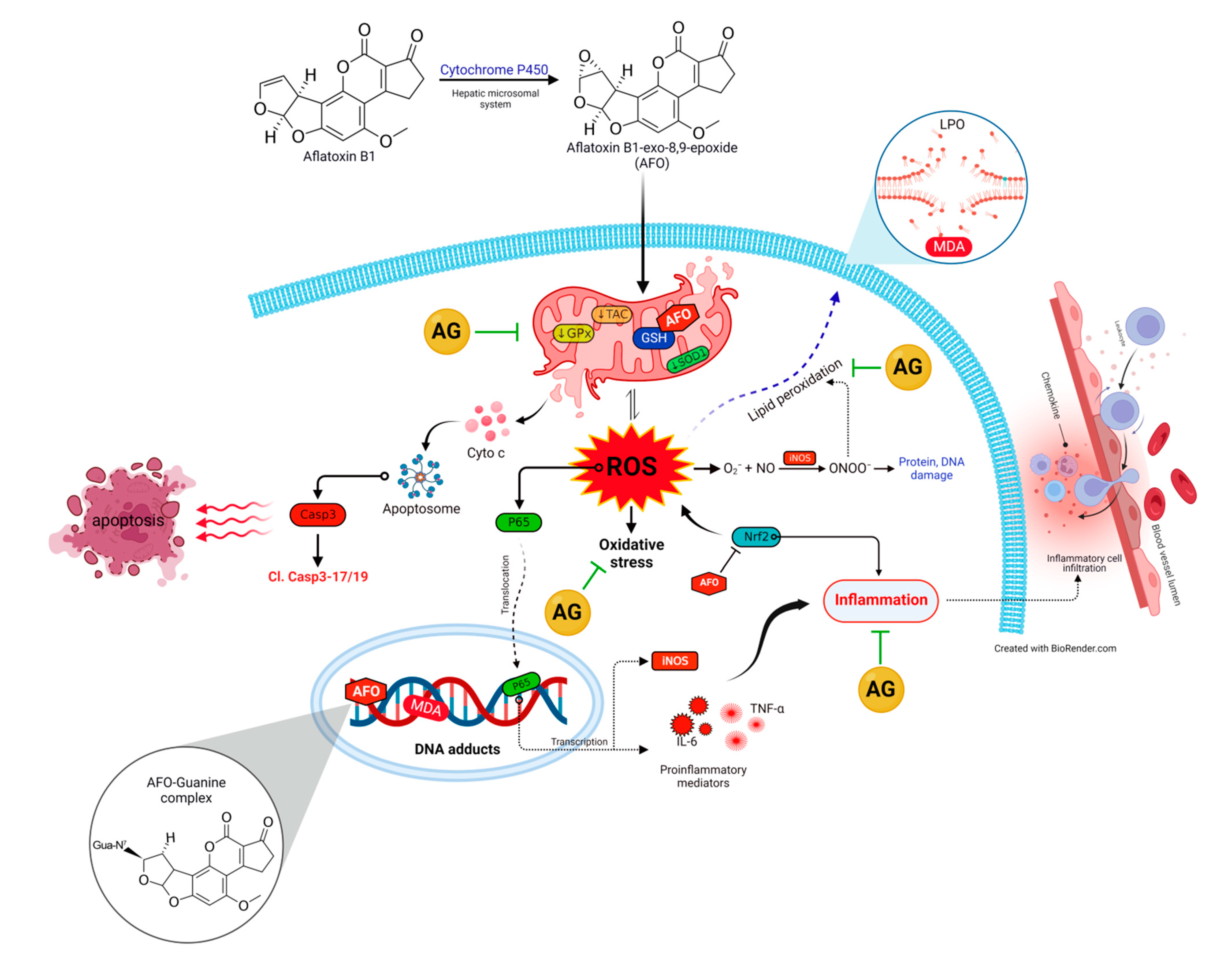 Toxins 14 00605 g008