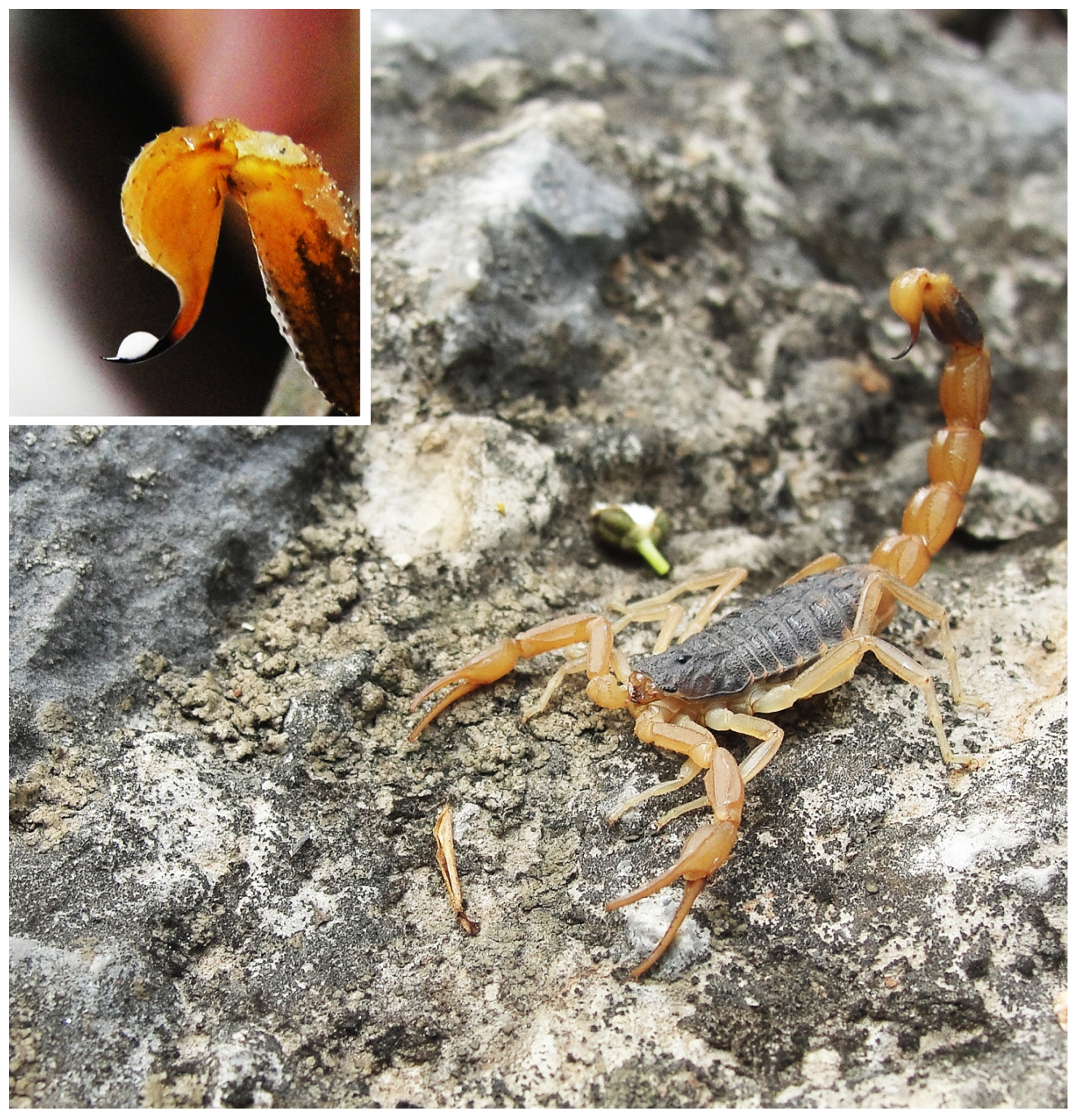 Toxins 14 00630 g010