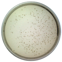 Toxins 14 00683 i001