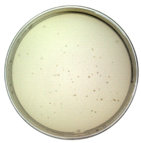 Toxins 14 00683 i002