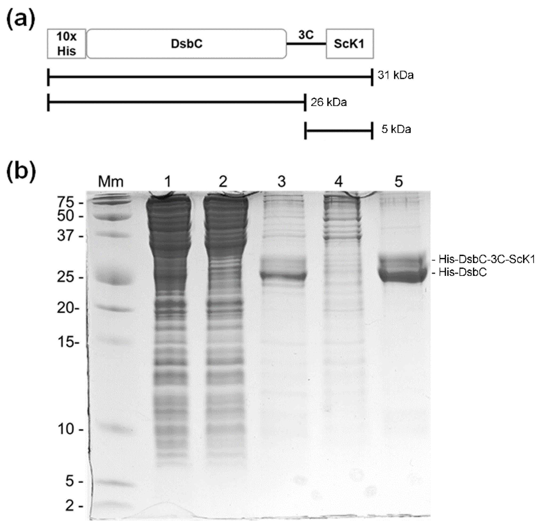 Toxins 14 00754 g001