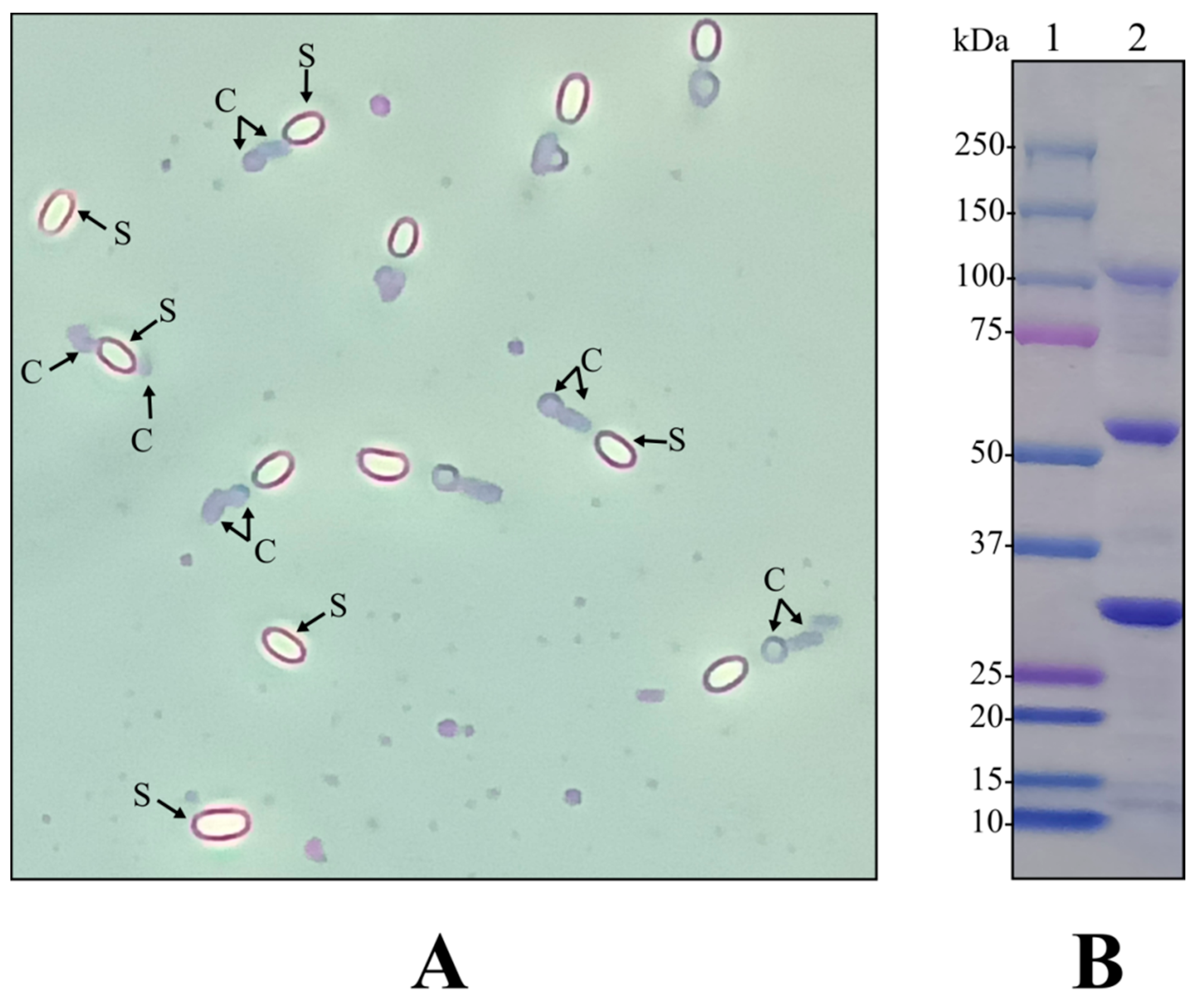 Toxins 14 00768 g001 Toxins 14 00768 g001