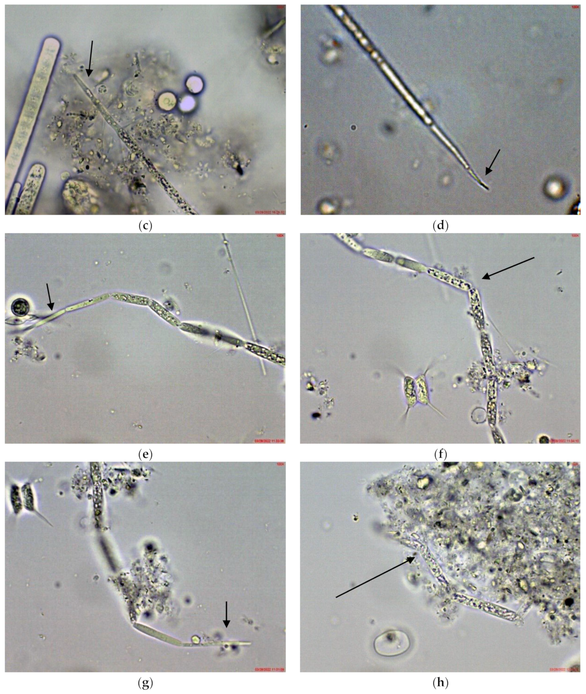 Toxins 14 00778 g001b
