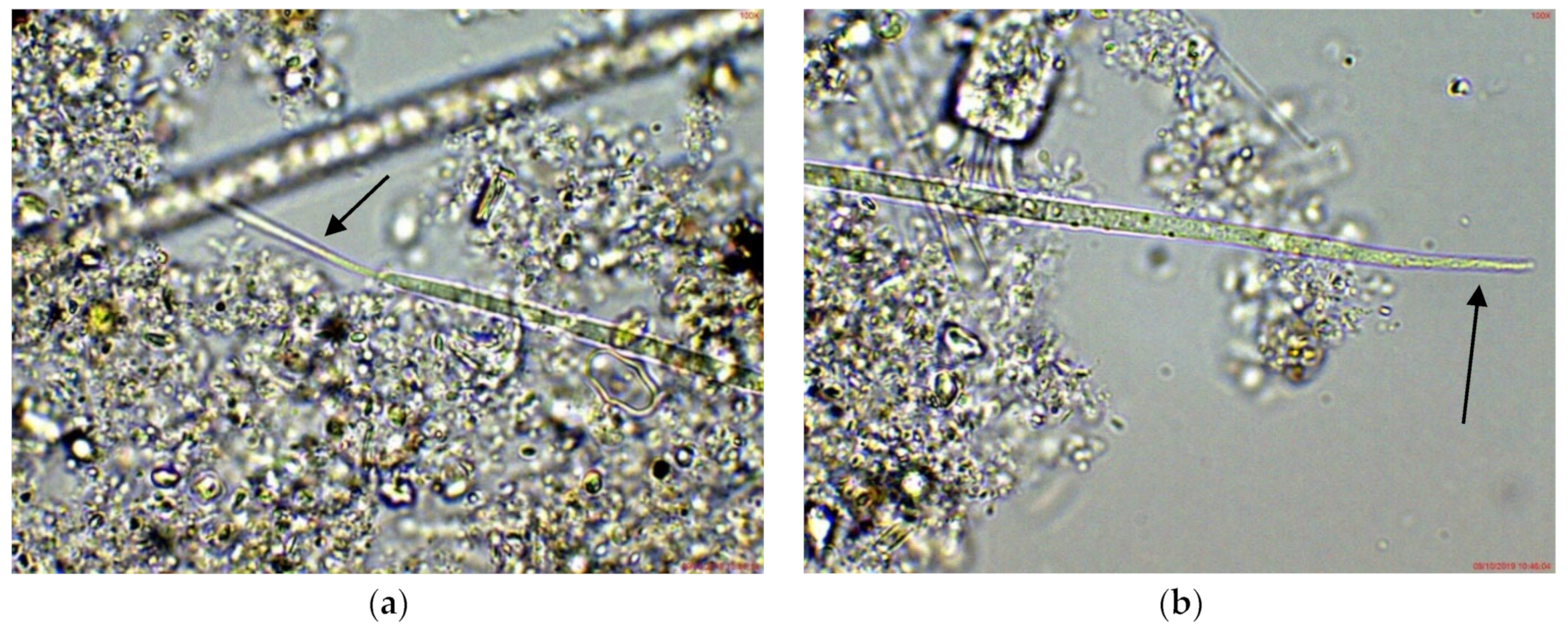 Toxins 14 00778 g002