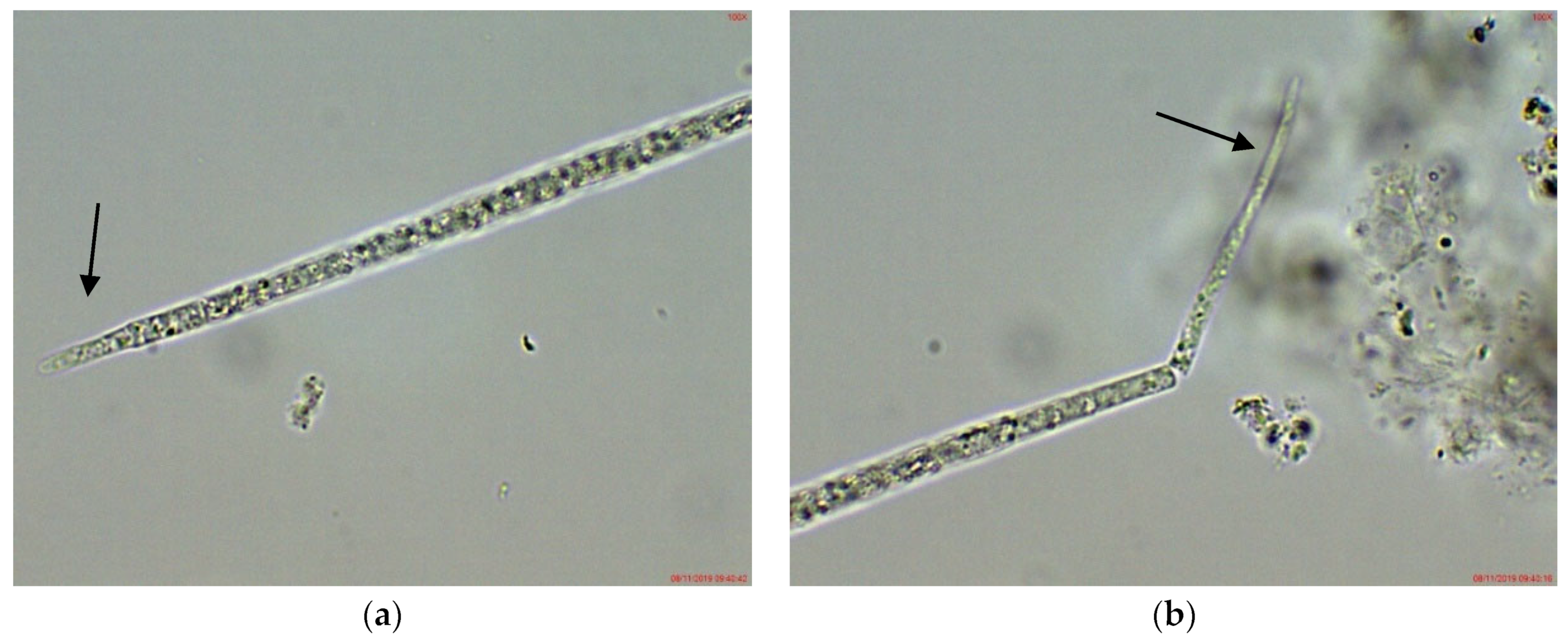 Toxins 14 00778 g003