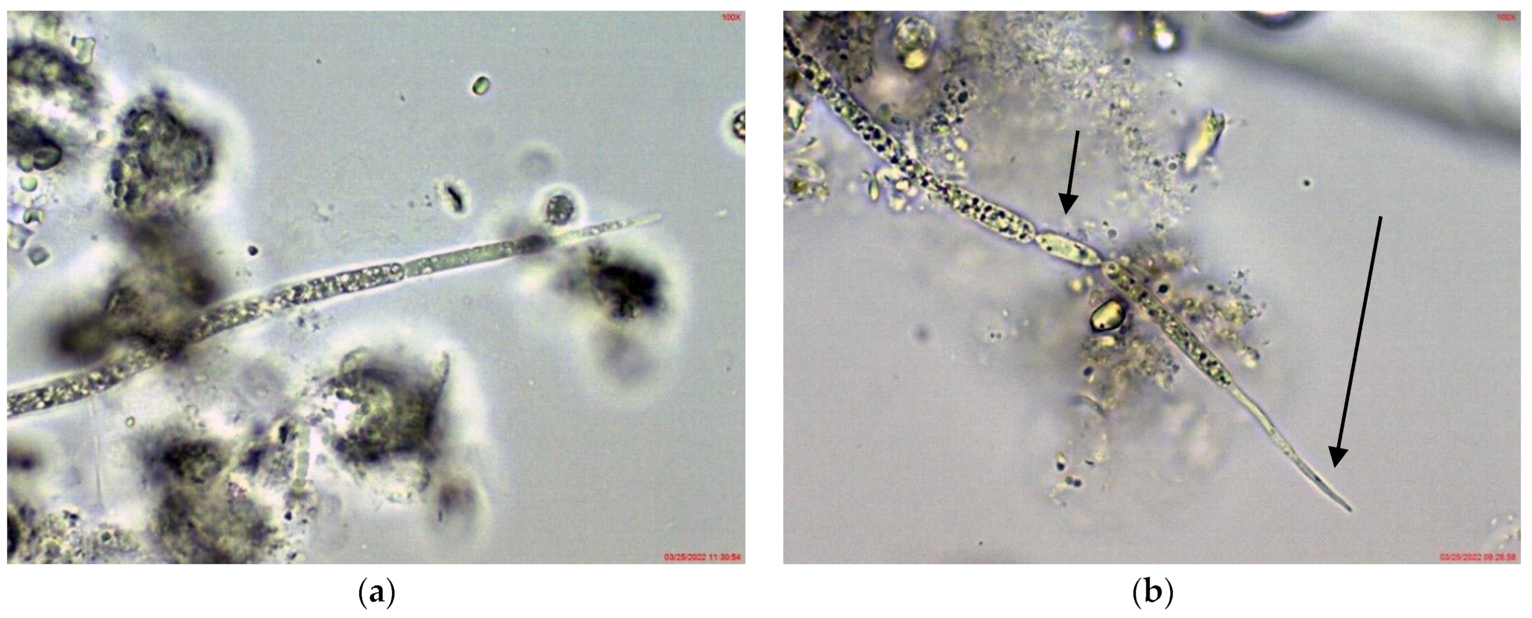 Toxins 14 00778 g006