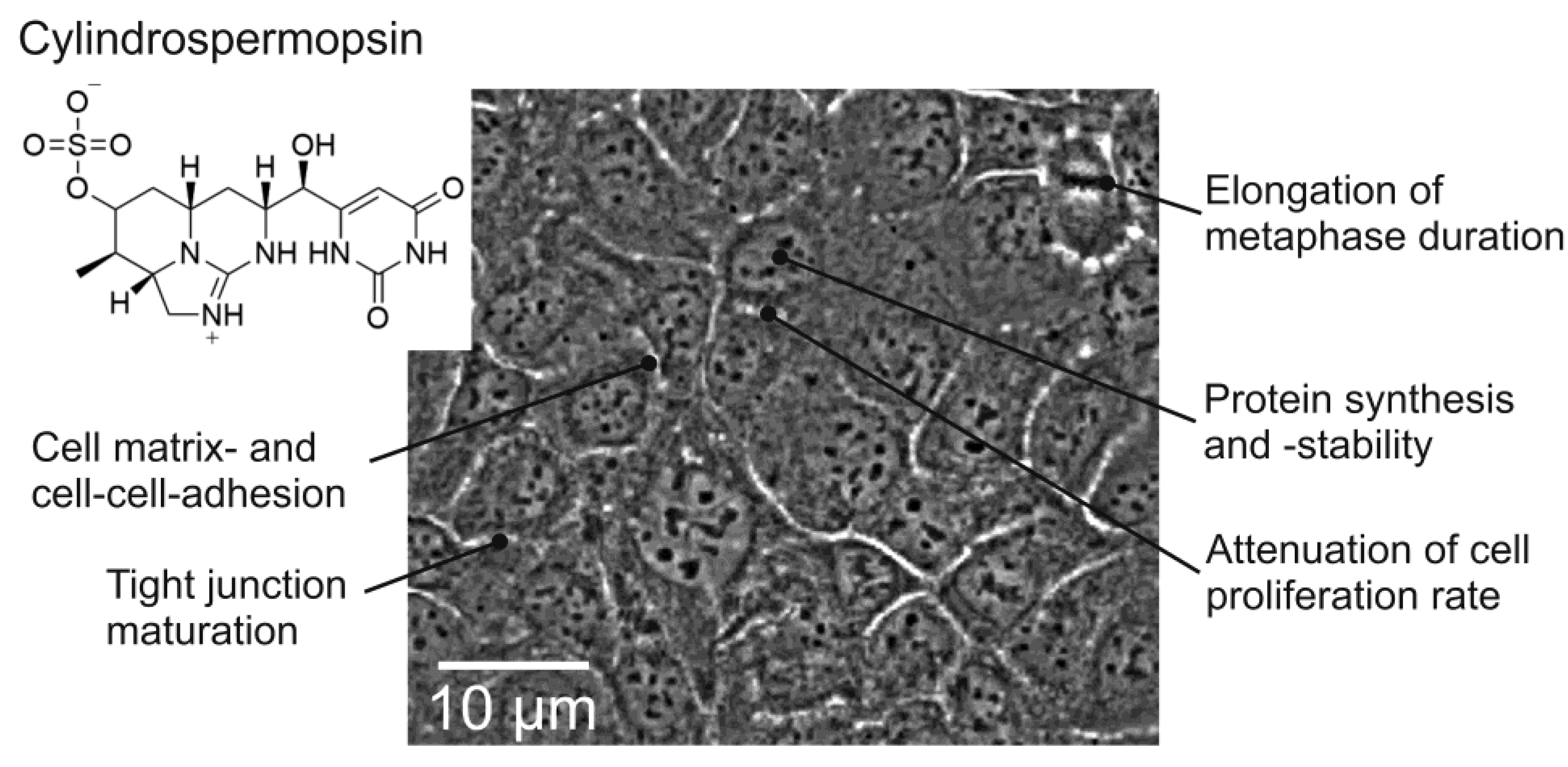 Toxins 14 00785 g001 Toxins 14 00785 g001
