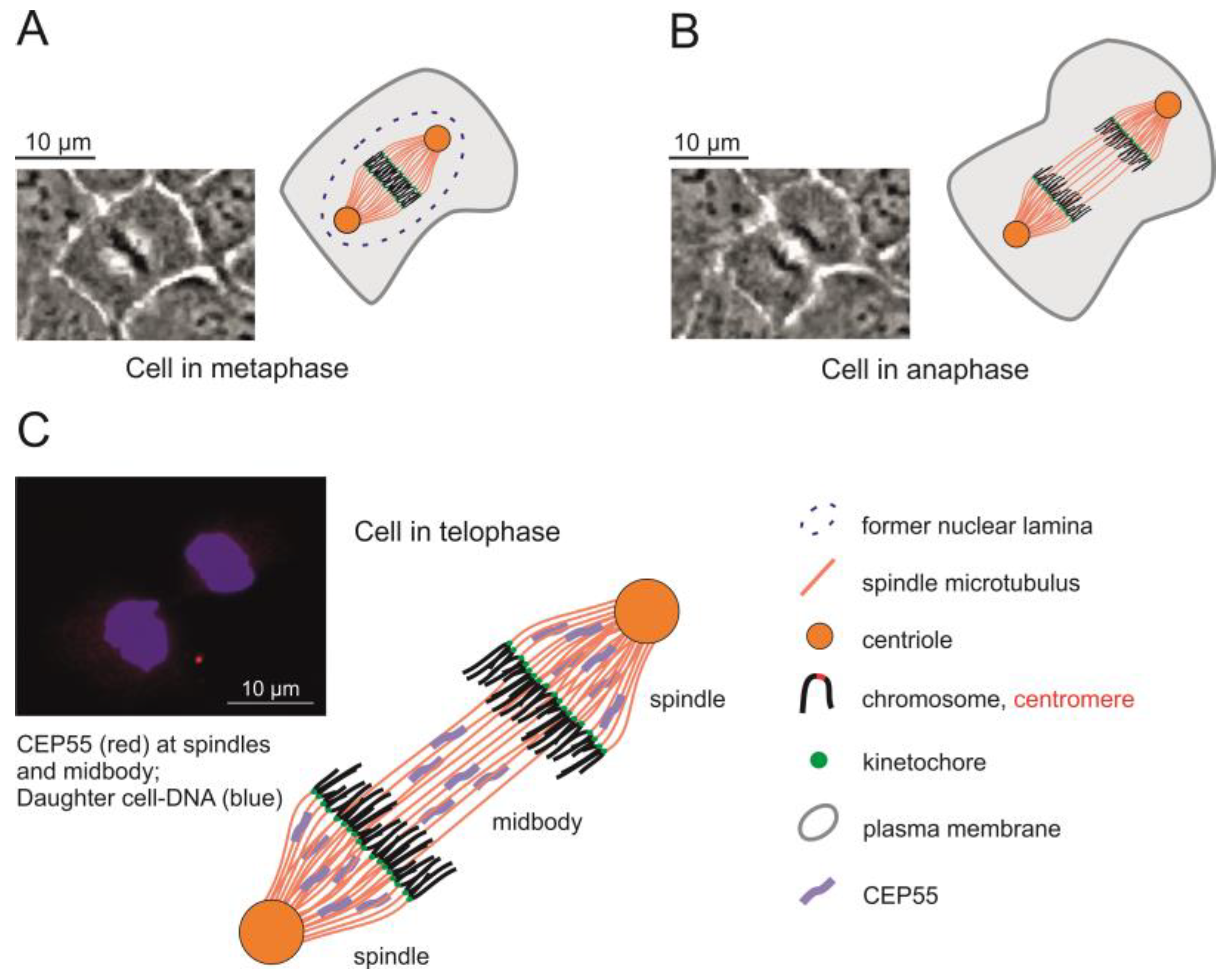 Toxins 14 00785 g003 Toxins 14 00785 g003