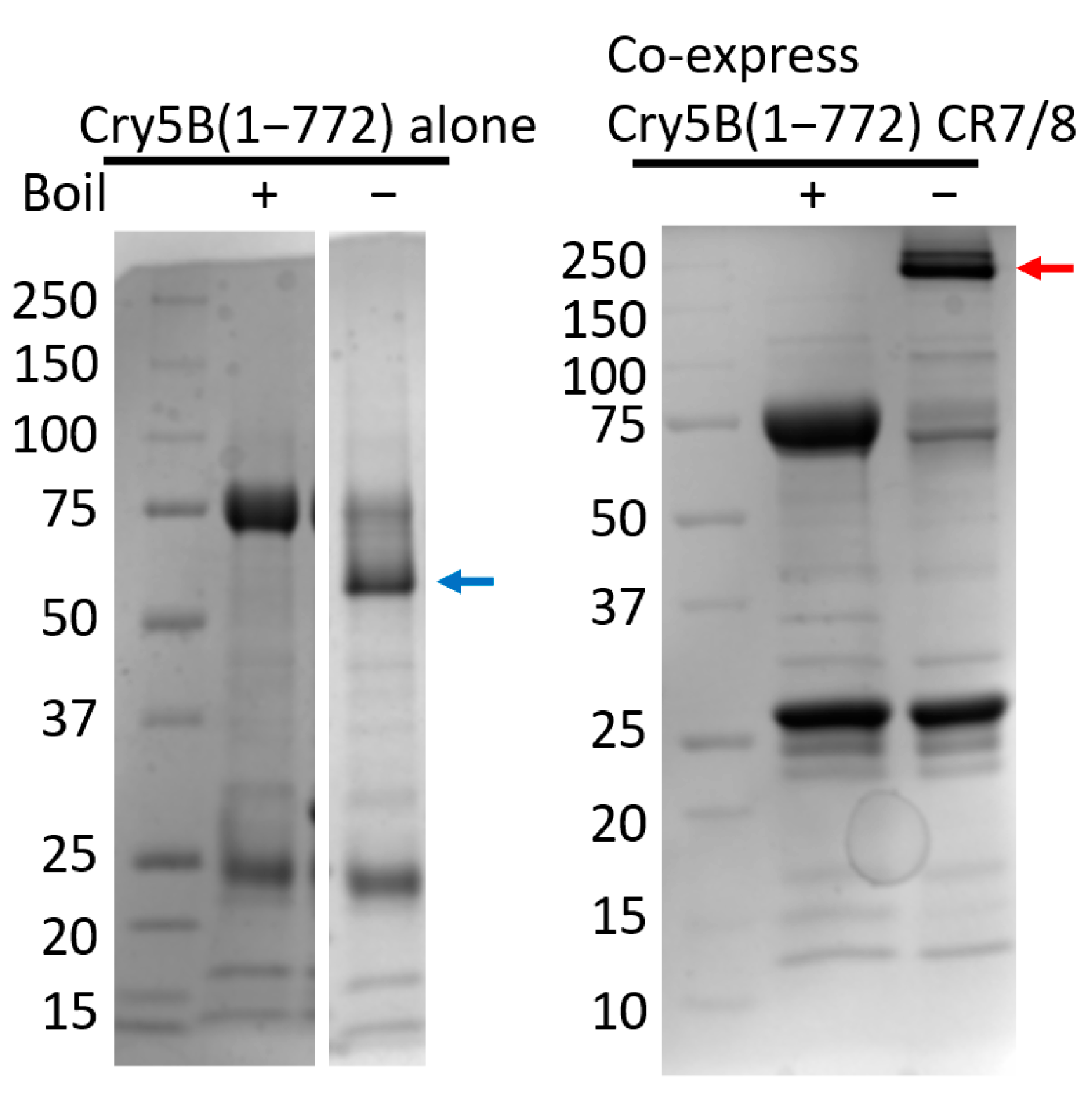 Toxins 14 00823 g002 Toxins 14 00823 g002