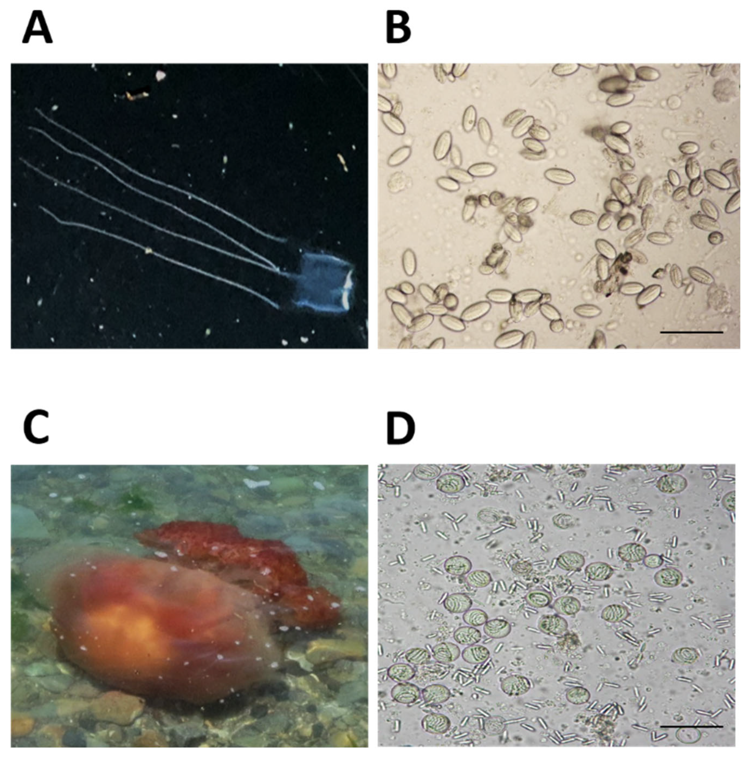 Toxins 14 00831 g002
