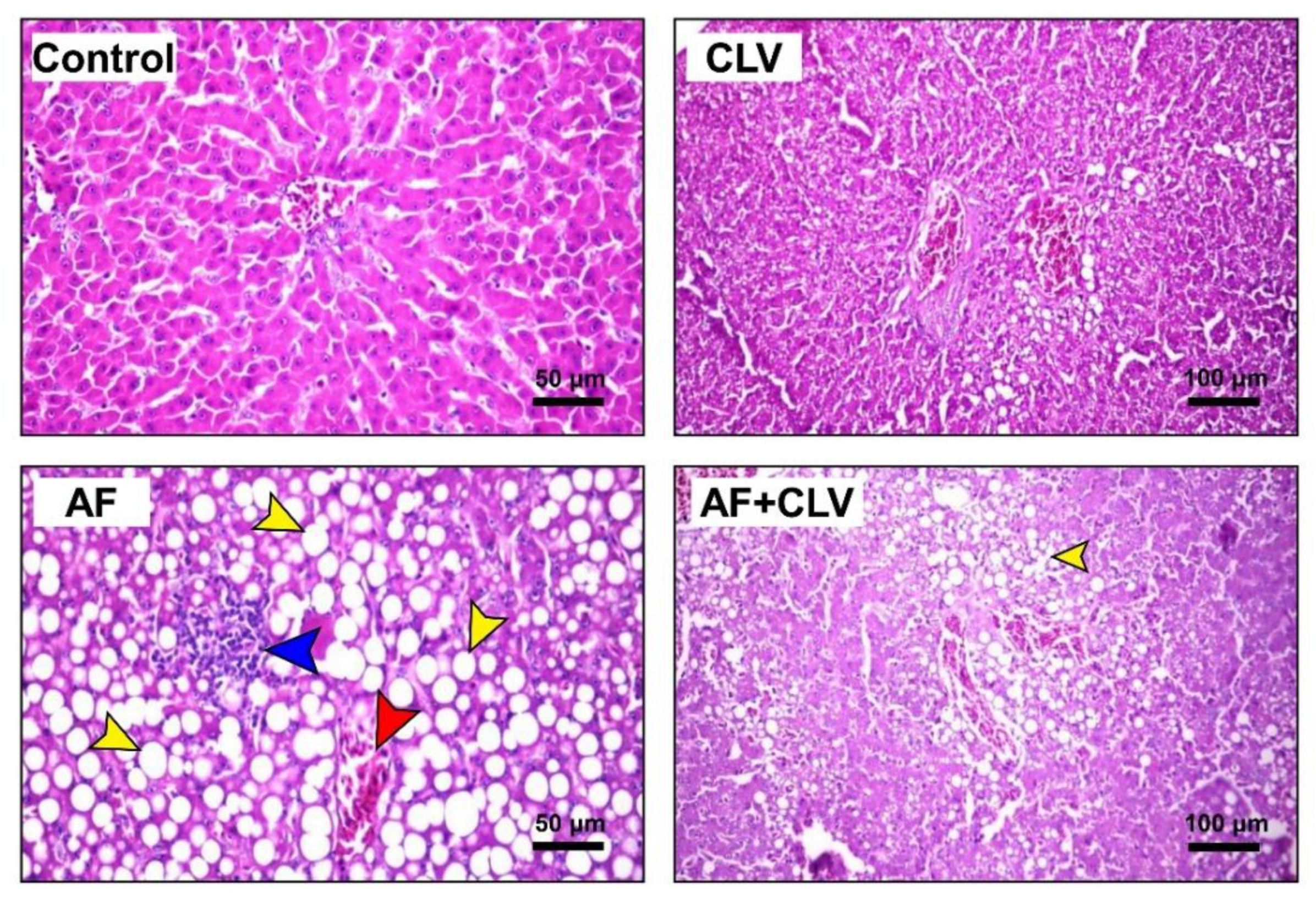 Toxins 14 00843 g006