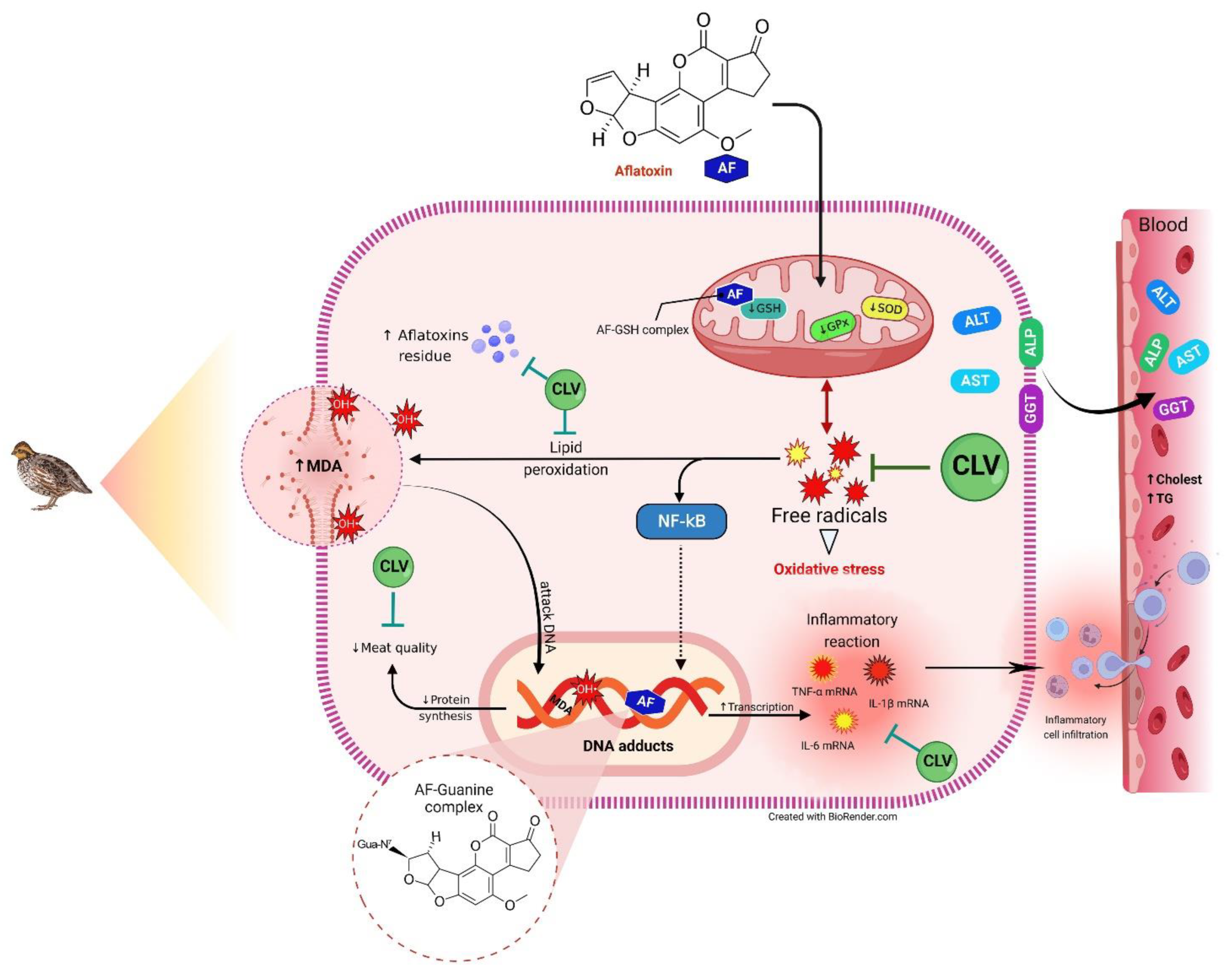 Toxins 14 00843 g007