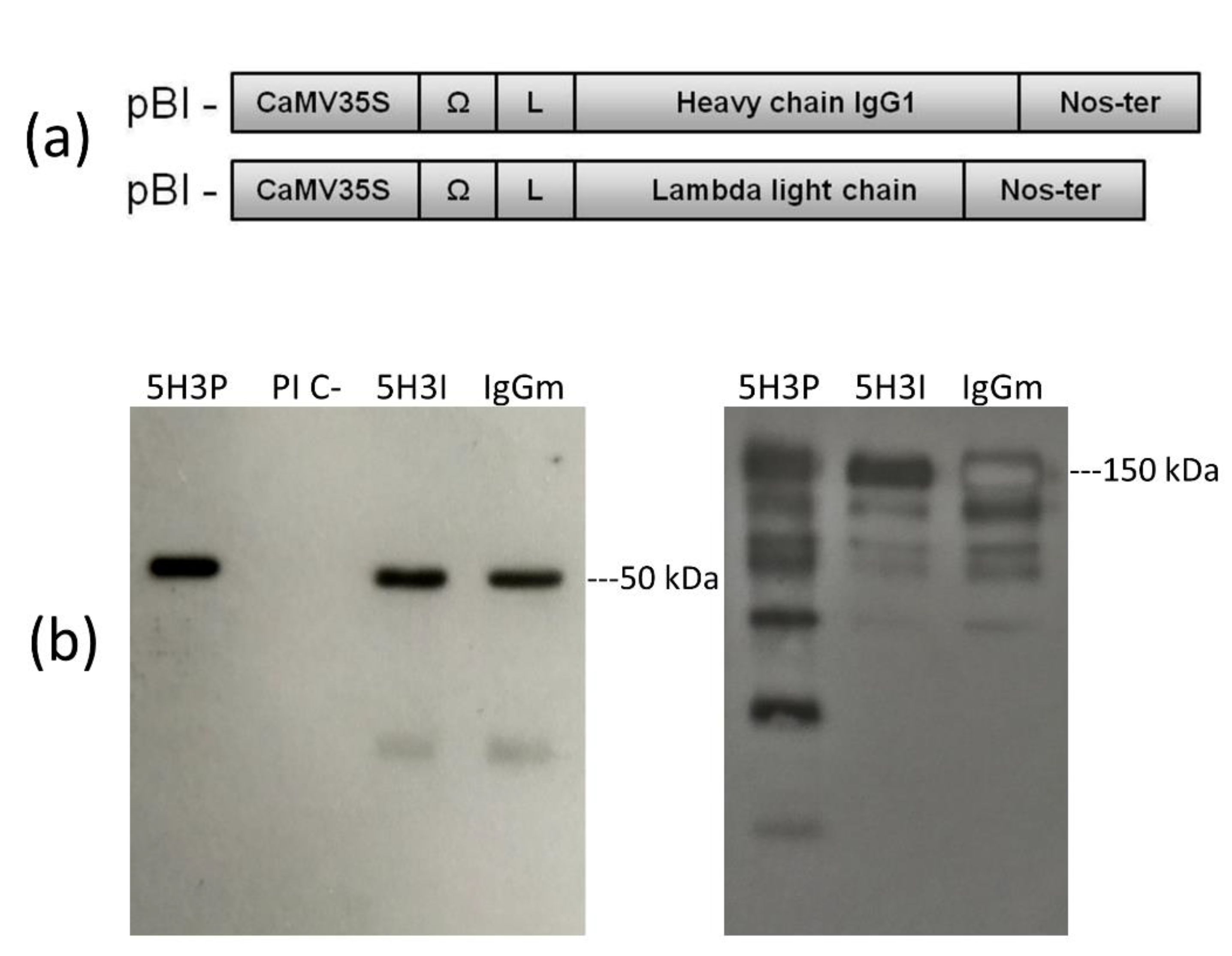 Toxins 14 00851 g001 Toxins 14 00851 g001