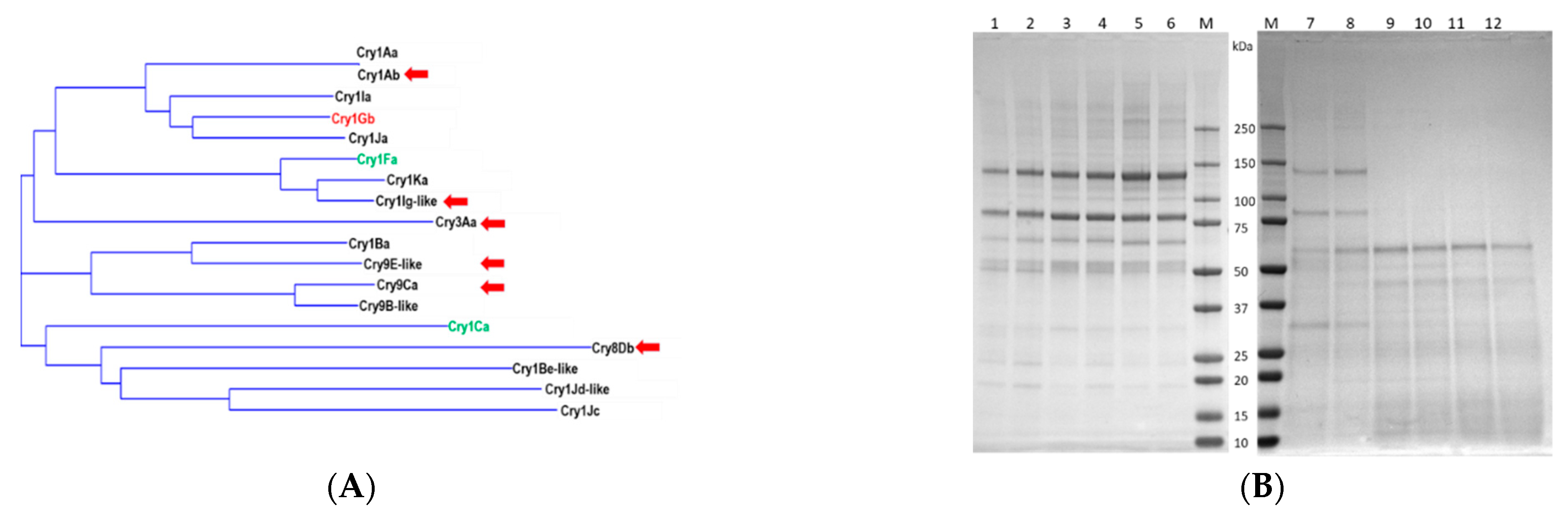 Toxins 14 00852 g001 Toxins 14 00852 g001