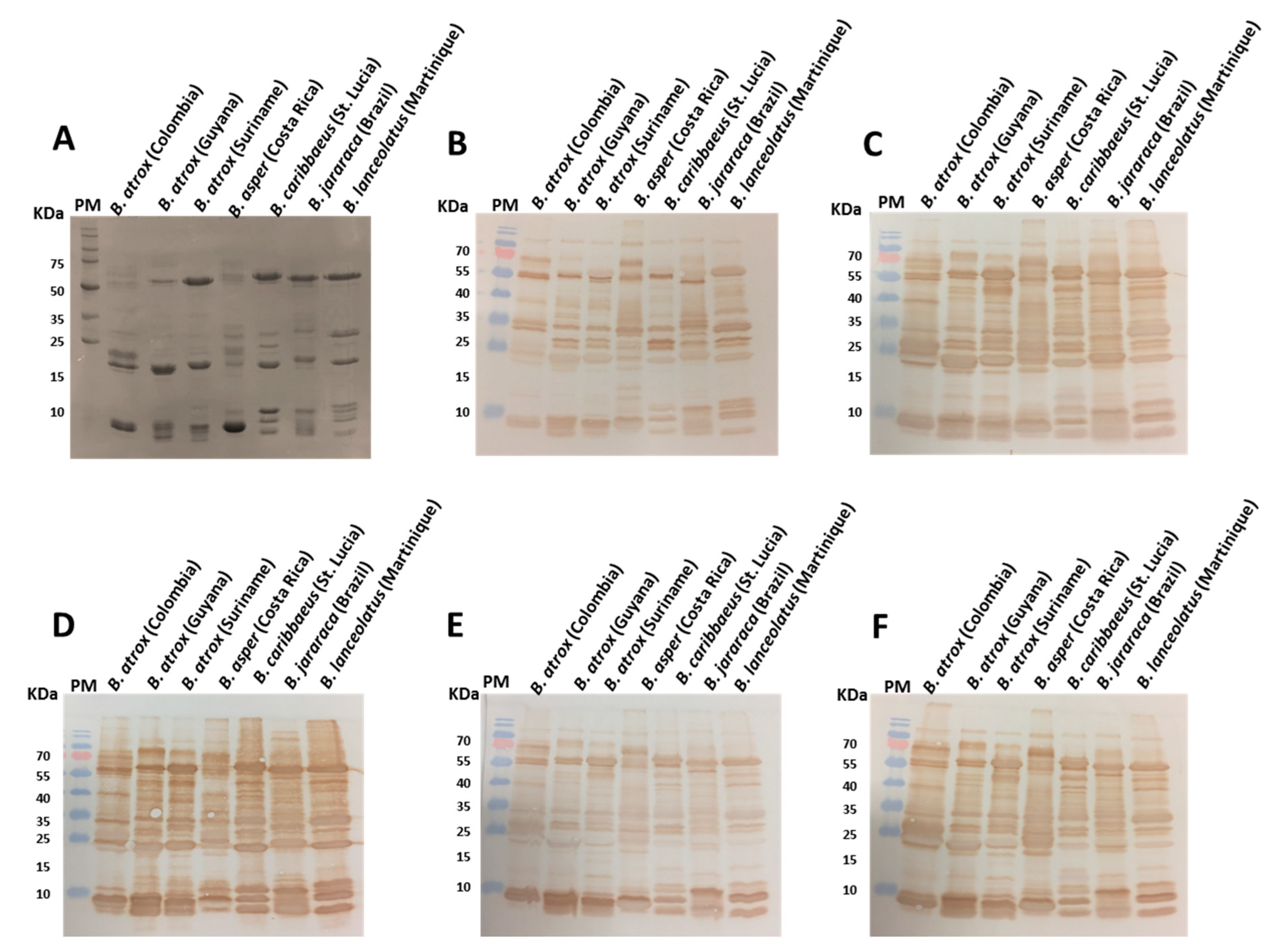 Toxins 15 00001 g001 Toxins 15 00001 g001