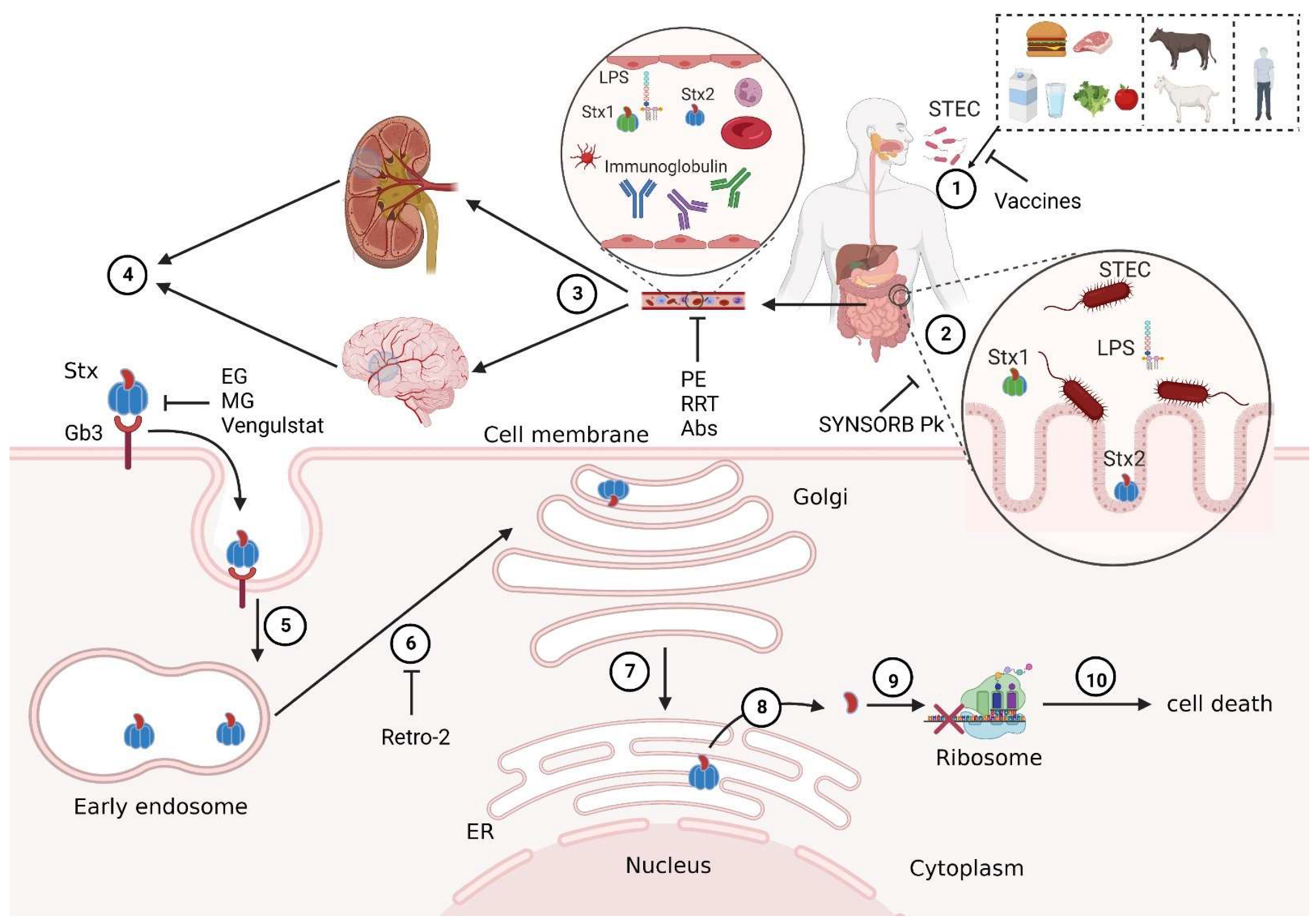 Toxins 15 00010 g001 Toxins 15 00010 g001