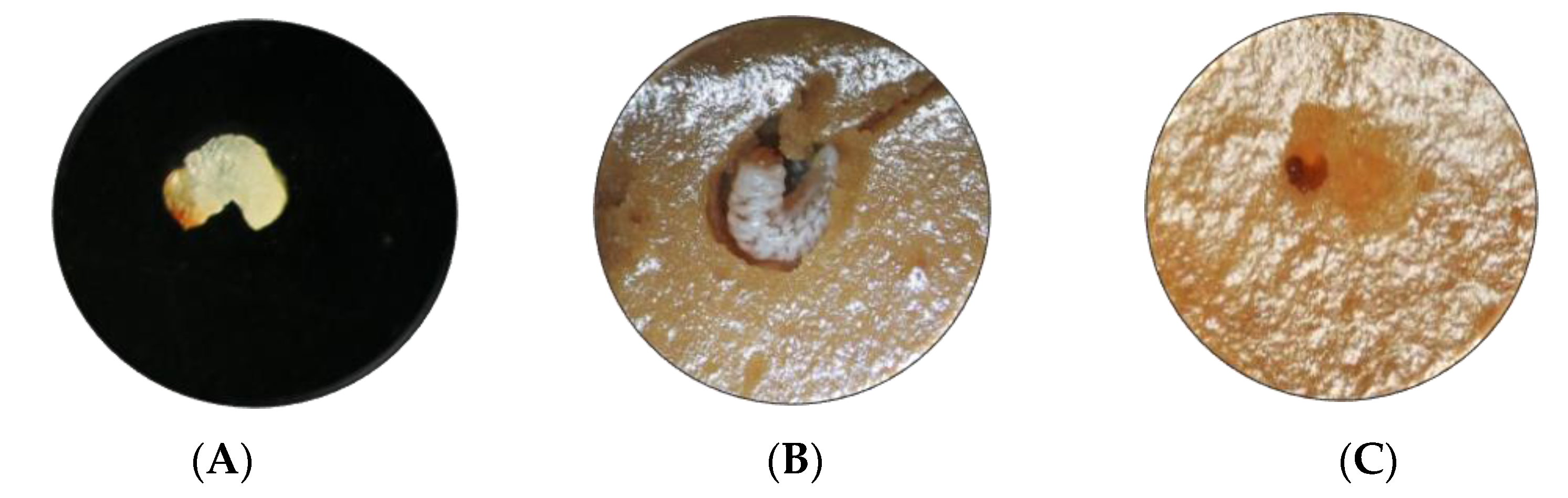 Toxins 15 00055 g002 Toxins 15 00055 g002