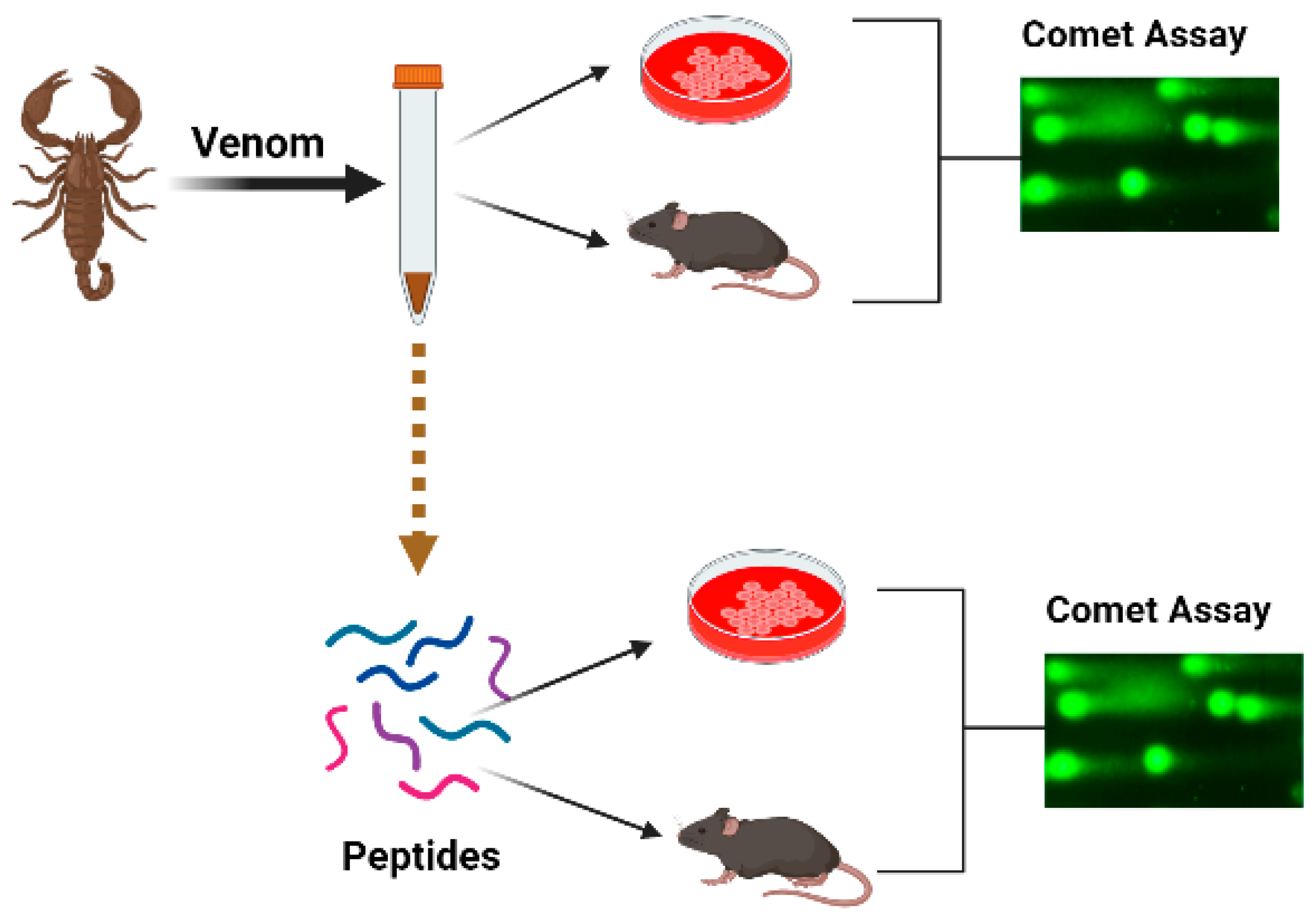 Toxins 15 00165 g001
