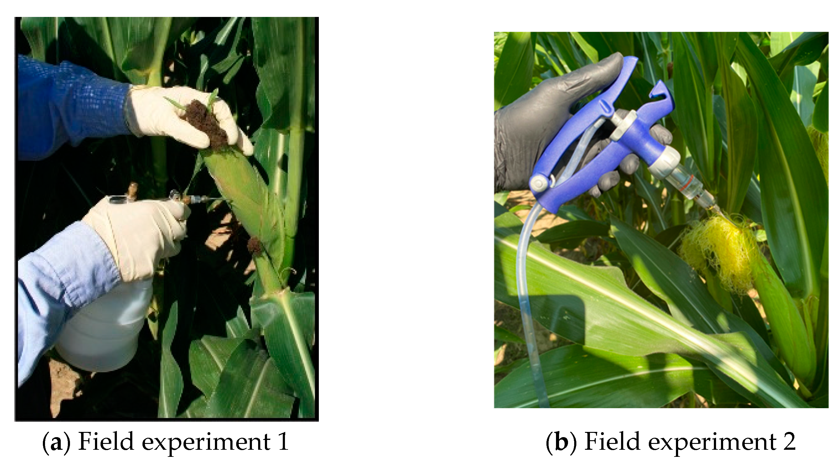 Toxins 15 00197 g006 Toxins 15 00197 g006