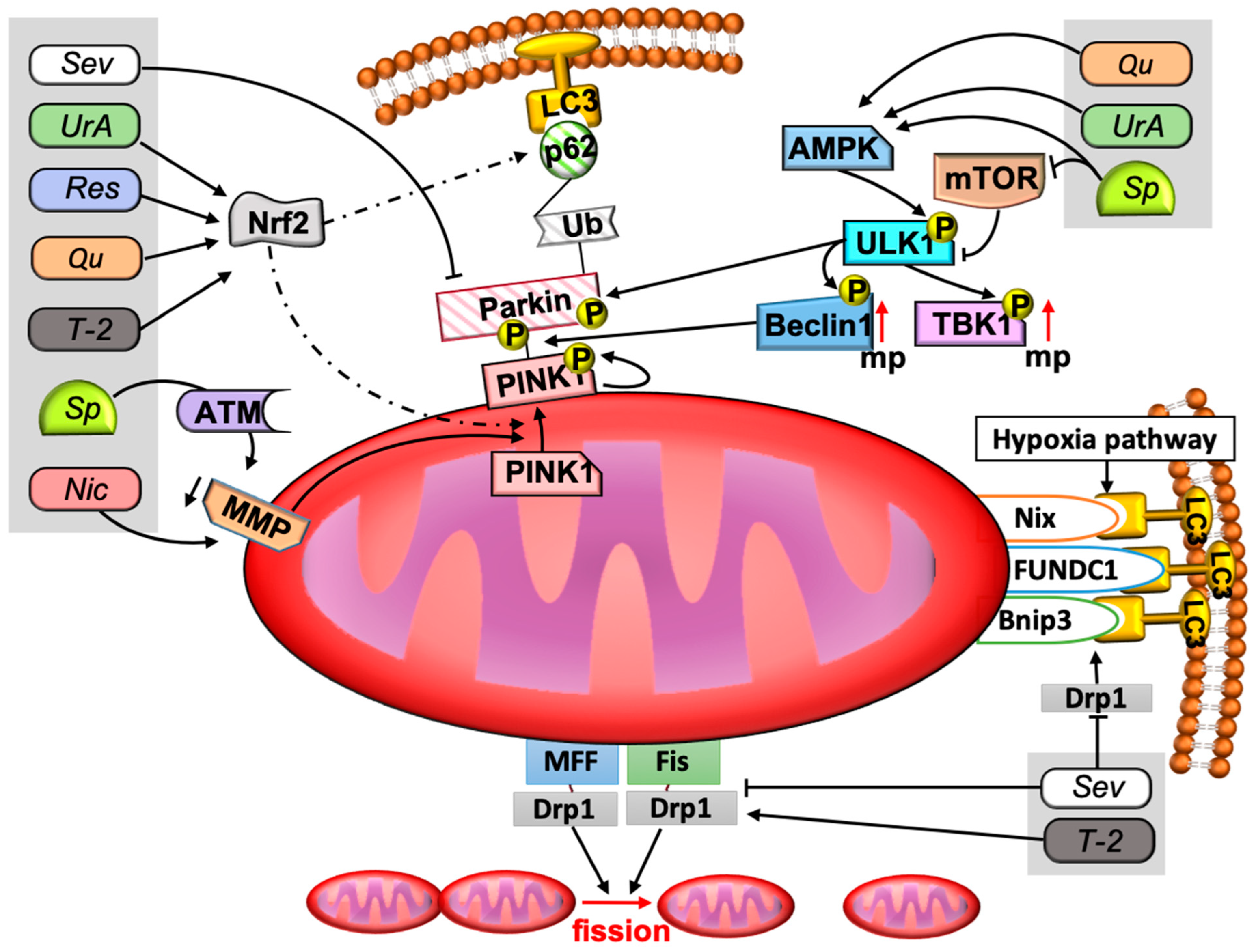 Toxins 15 00202 g002 Toxins 15 00202 g002
