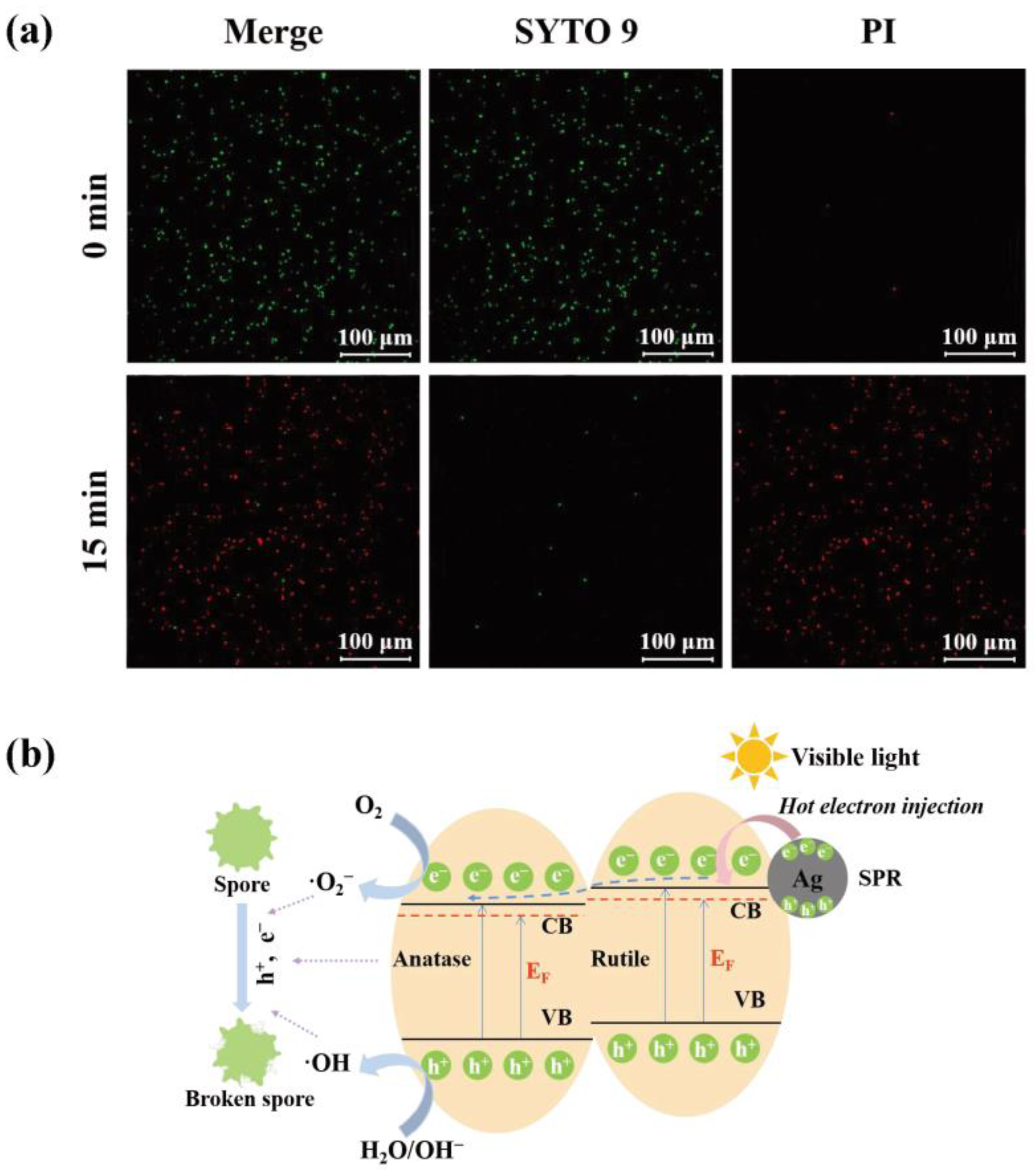 Toxins 15 00216 g007 Toxins 15 00216 g007