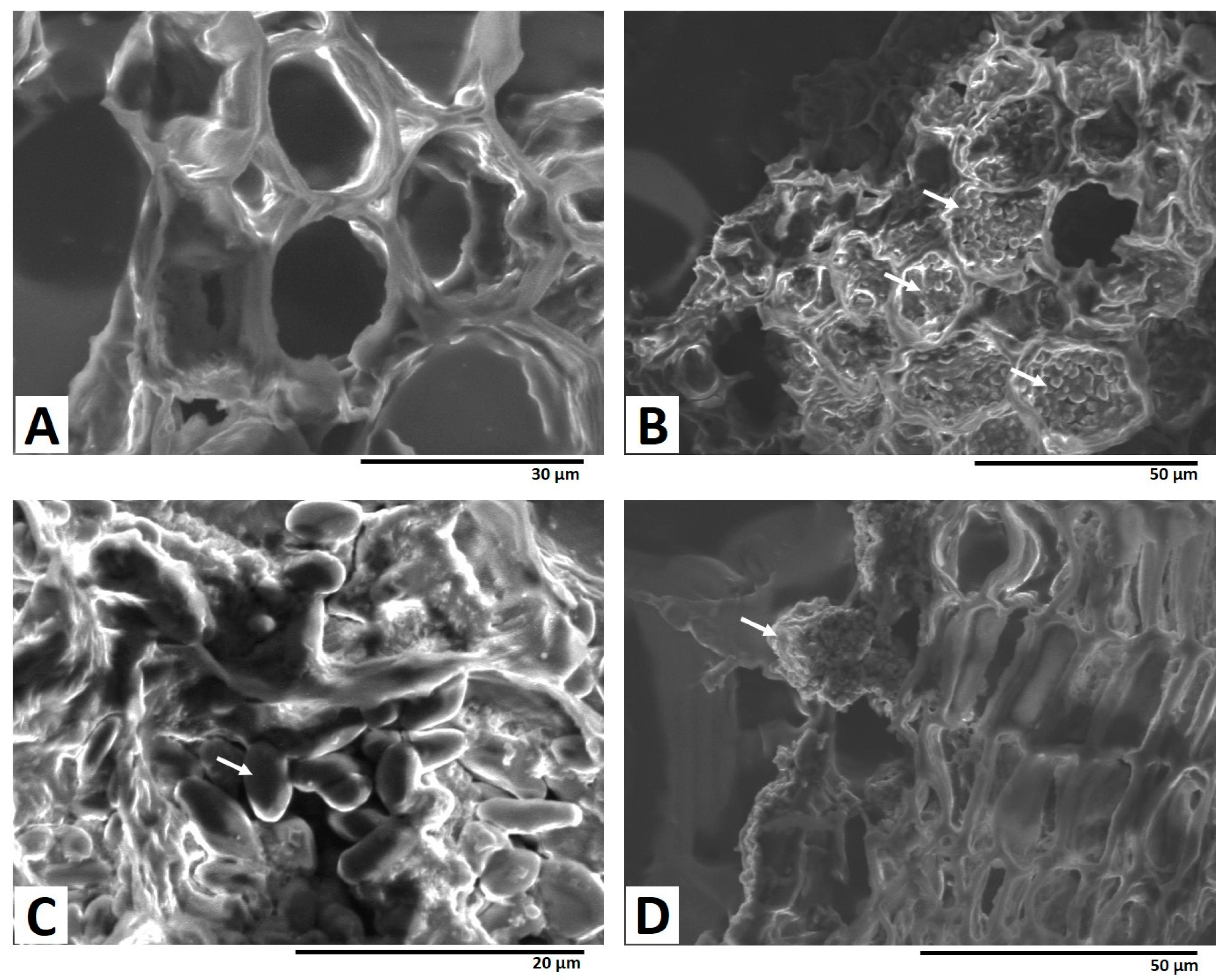 Toxins 15 00219 g004