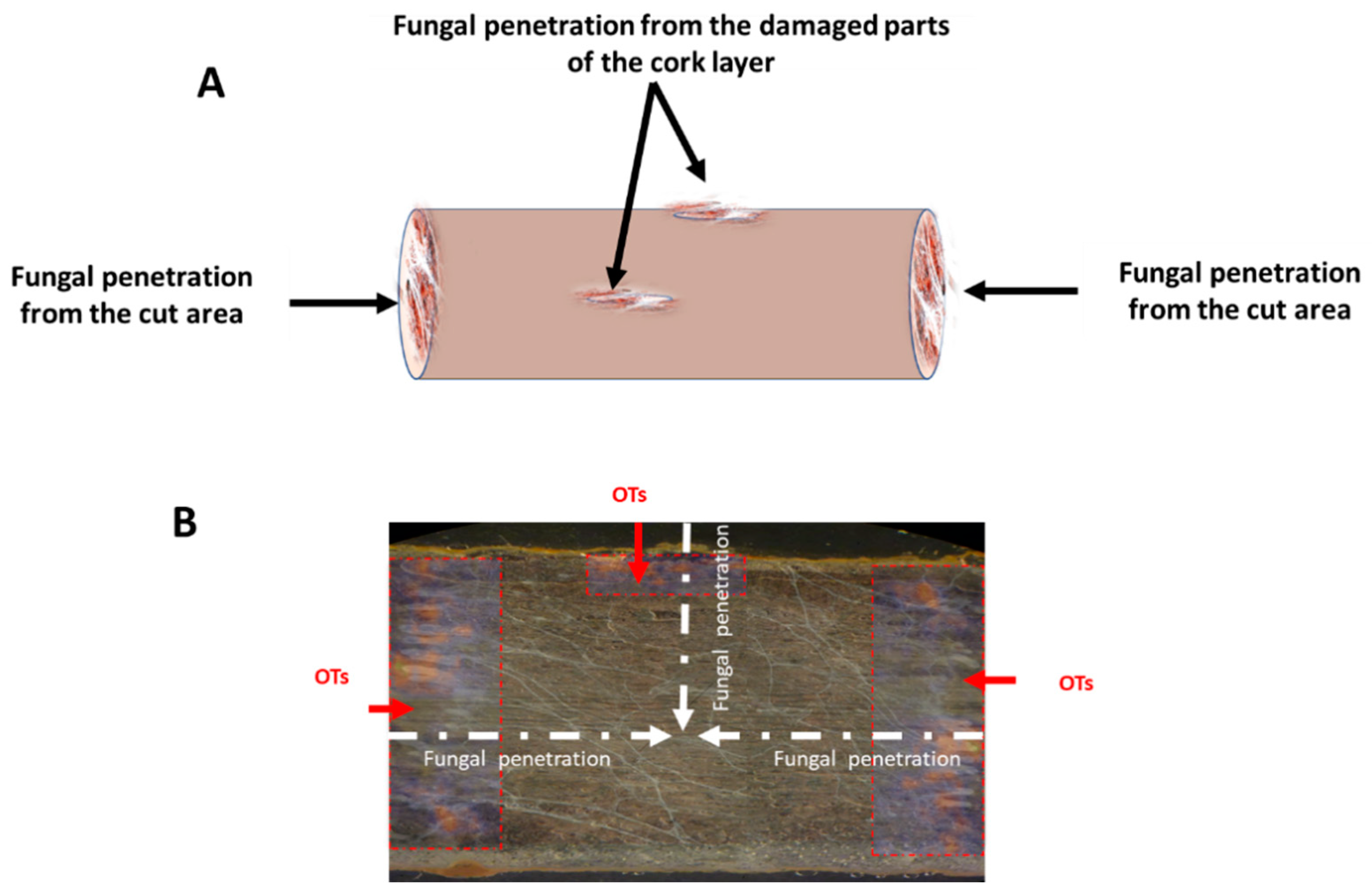Toxins 15 00219 g005