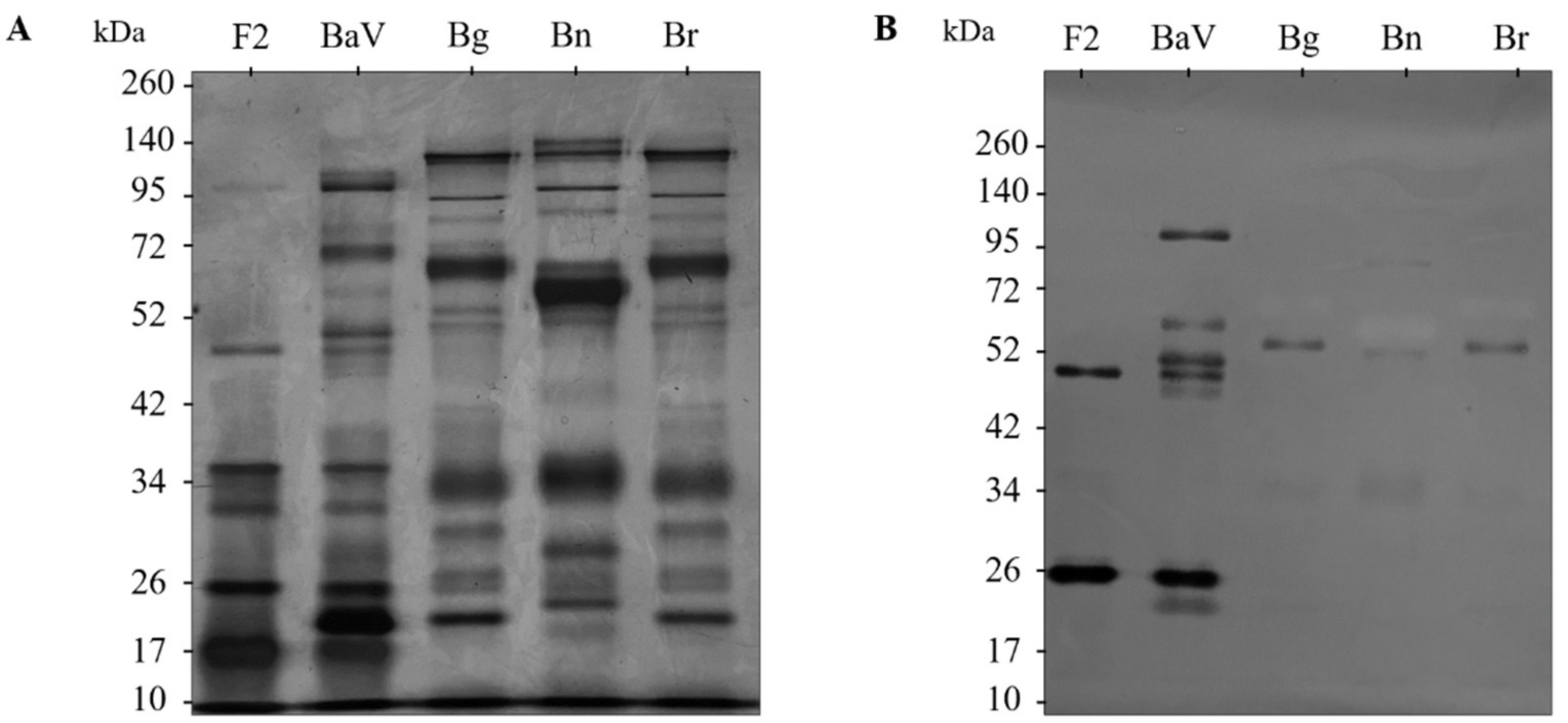 Toxins 15 00264 g003 Toxins 15 00264 g003