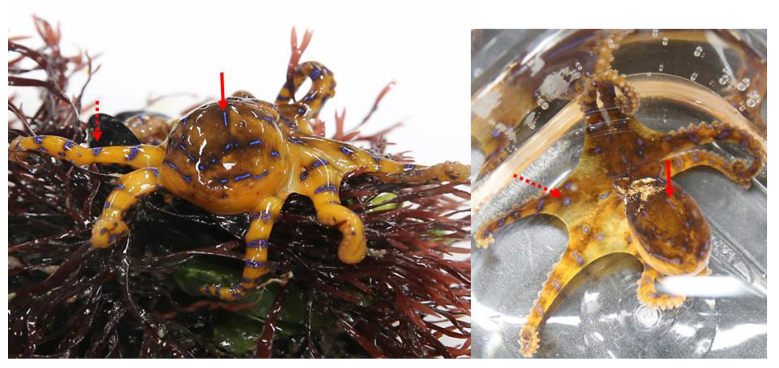 Toxins 15 00279 g004 Toxins 15 00279 g004