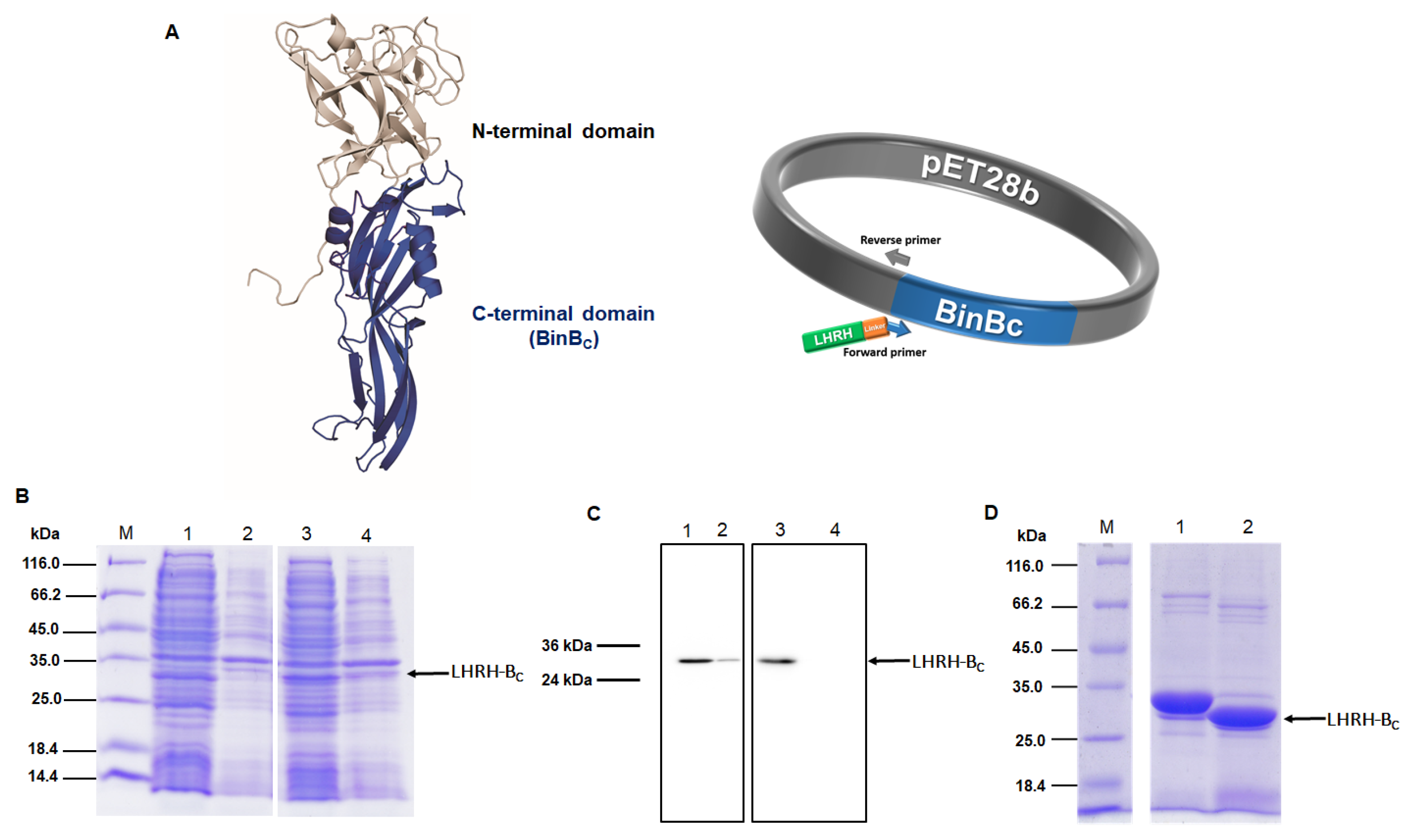 Toxins 15 00297 g001
