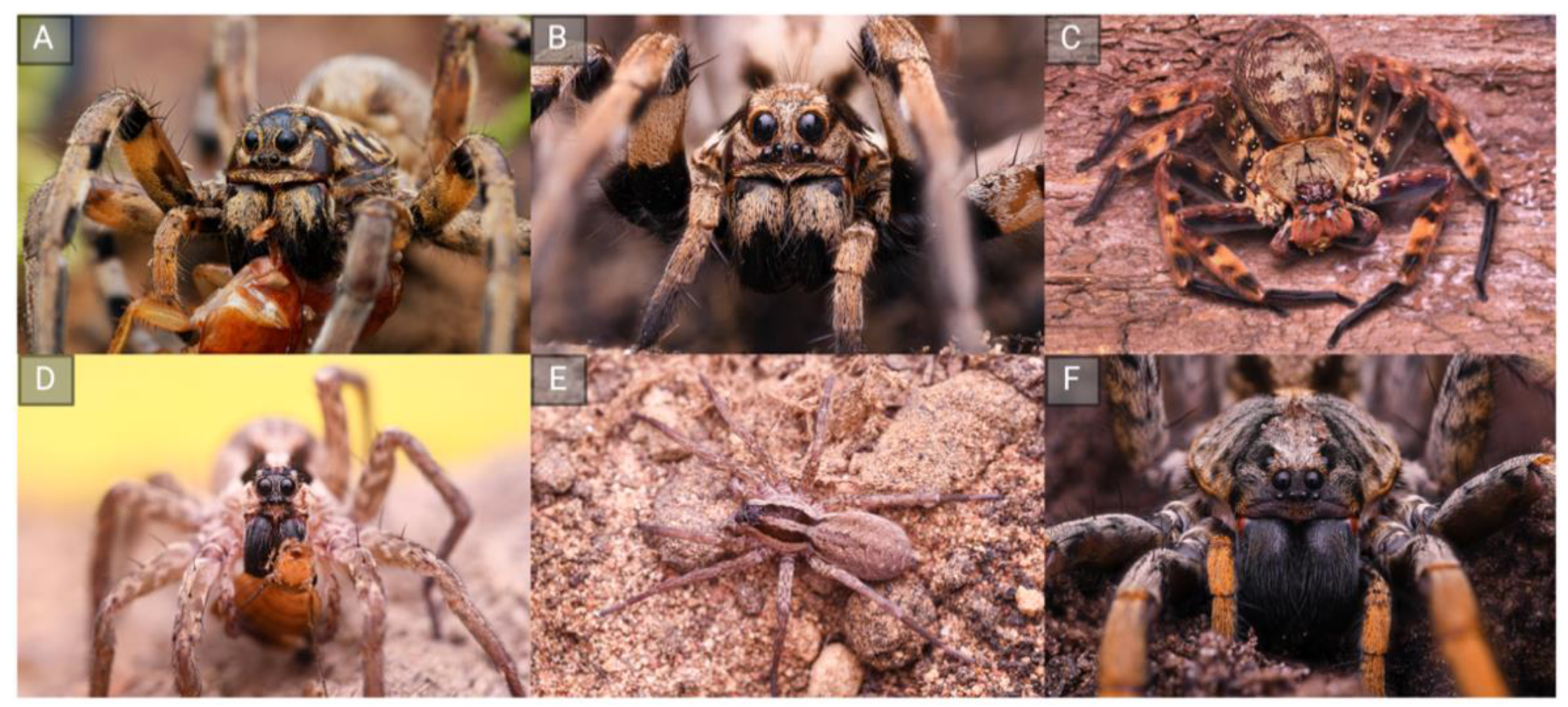 Toxins 15 00303 g001