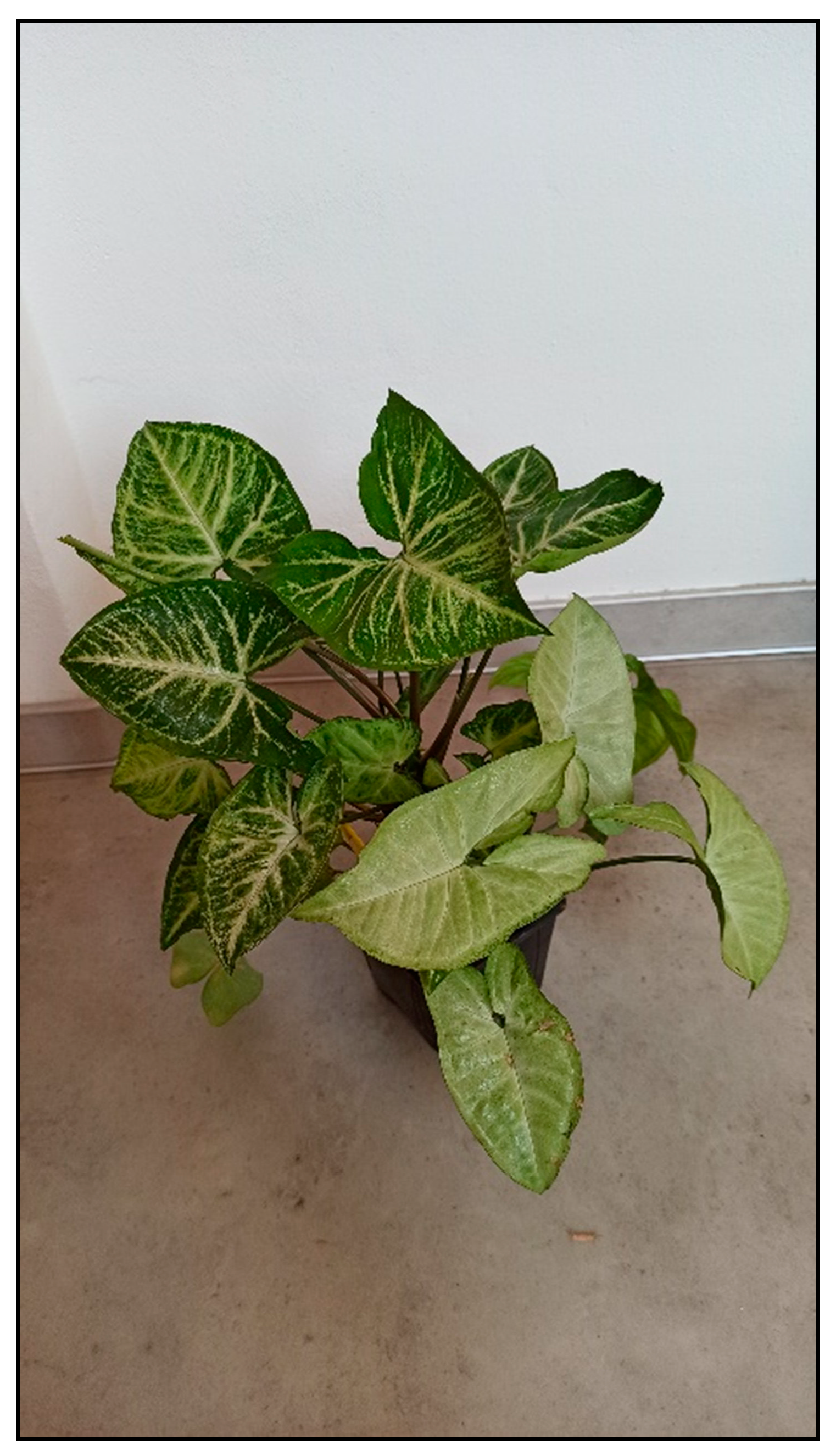 Toxins 15 00346 g005