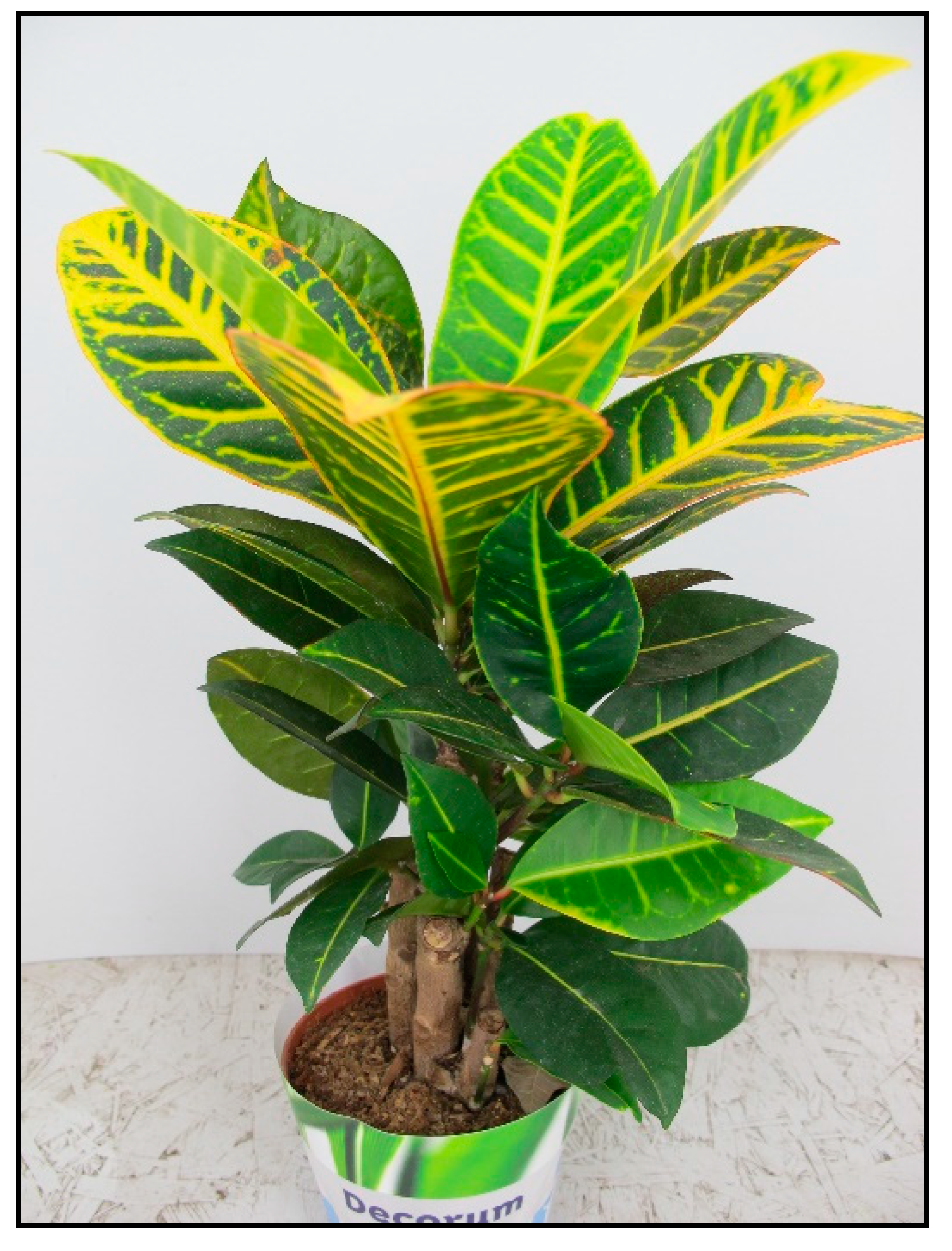 Toxins 15 00346 g014