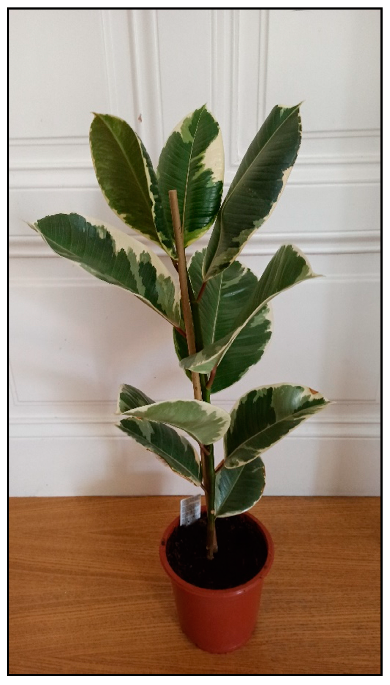 Toxins 15 00346 g032