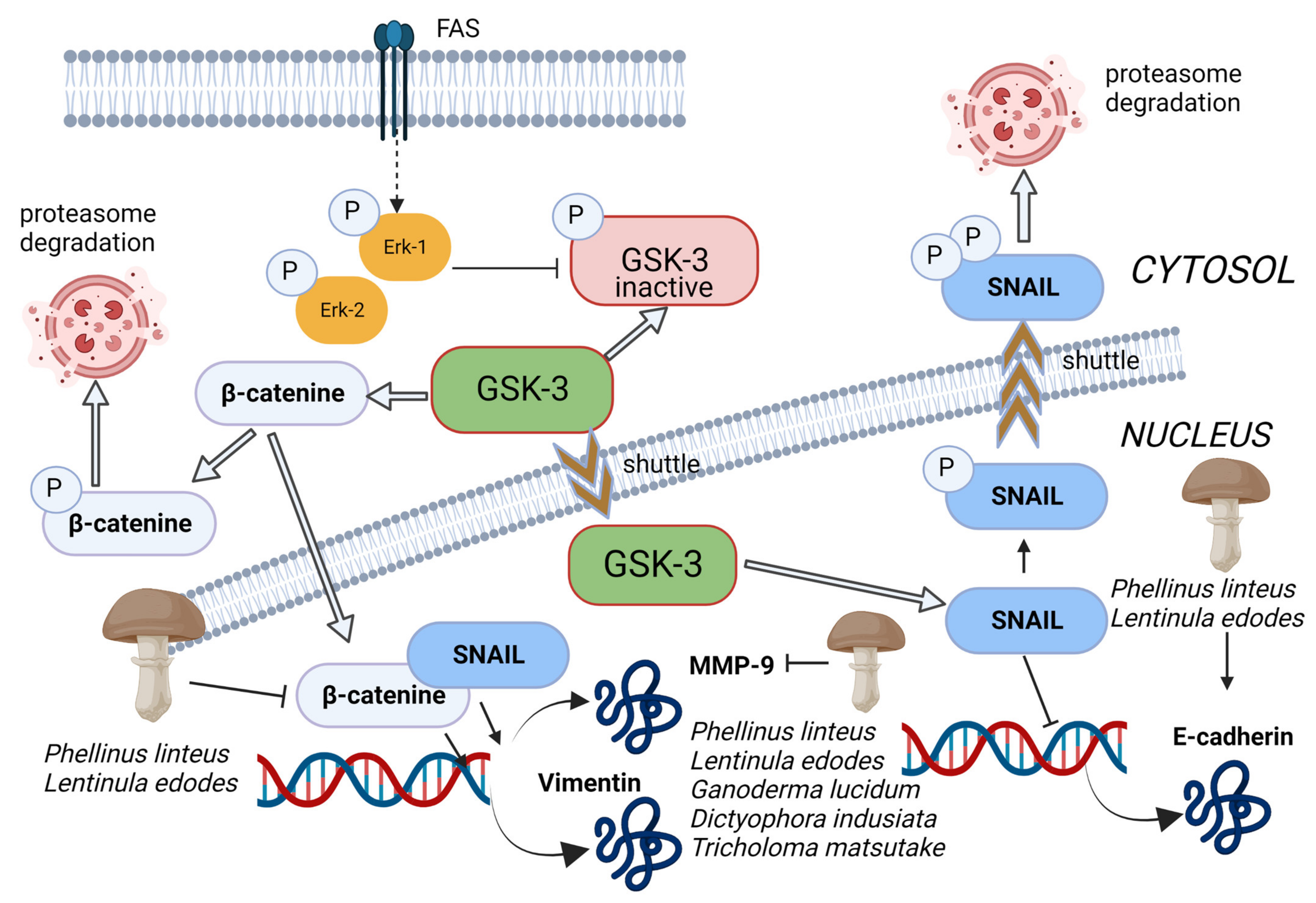 Toxins 15 00360 g005