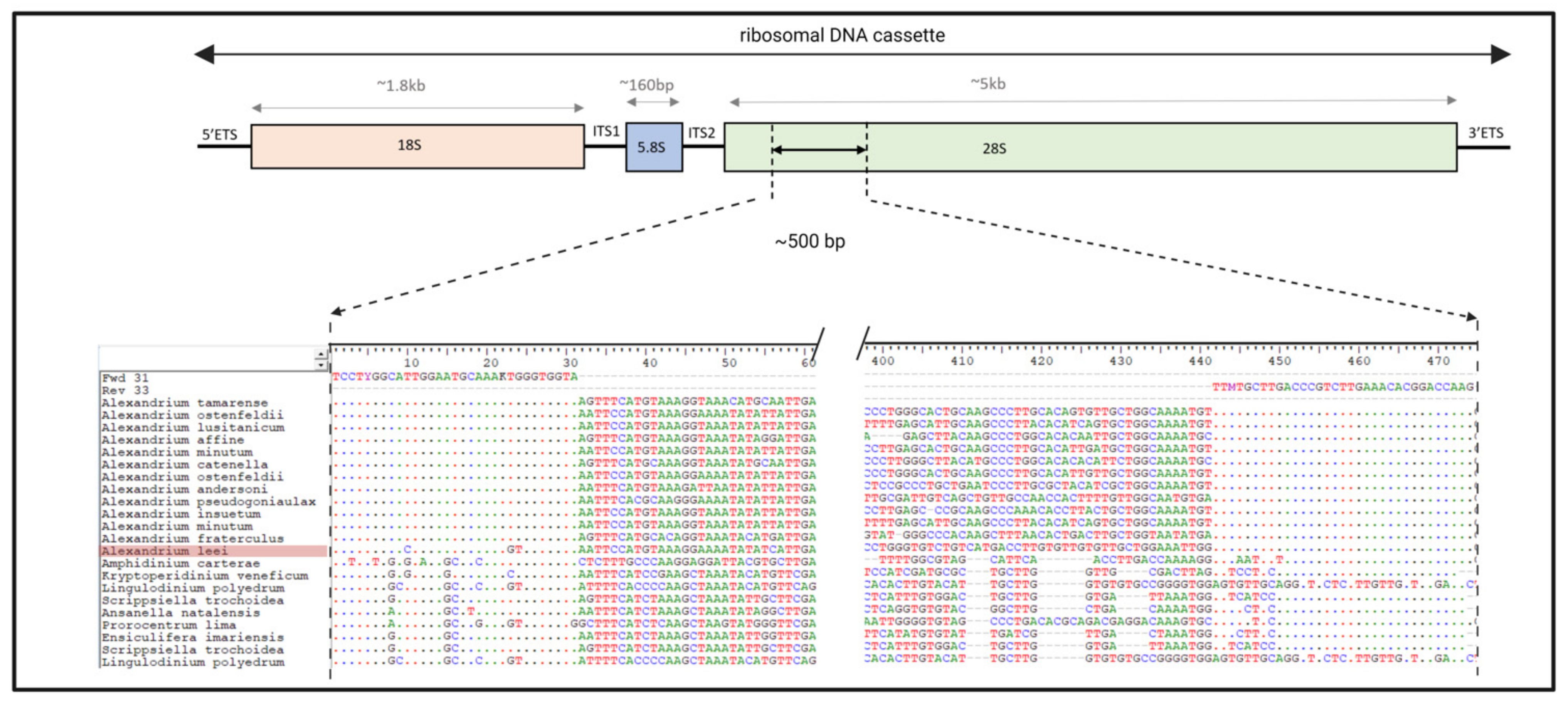 Toxins 15 00372 g001 Toxins 15 00372 g001