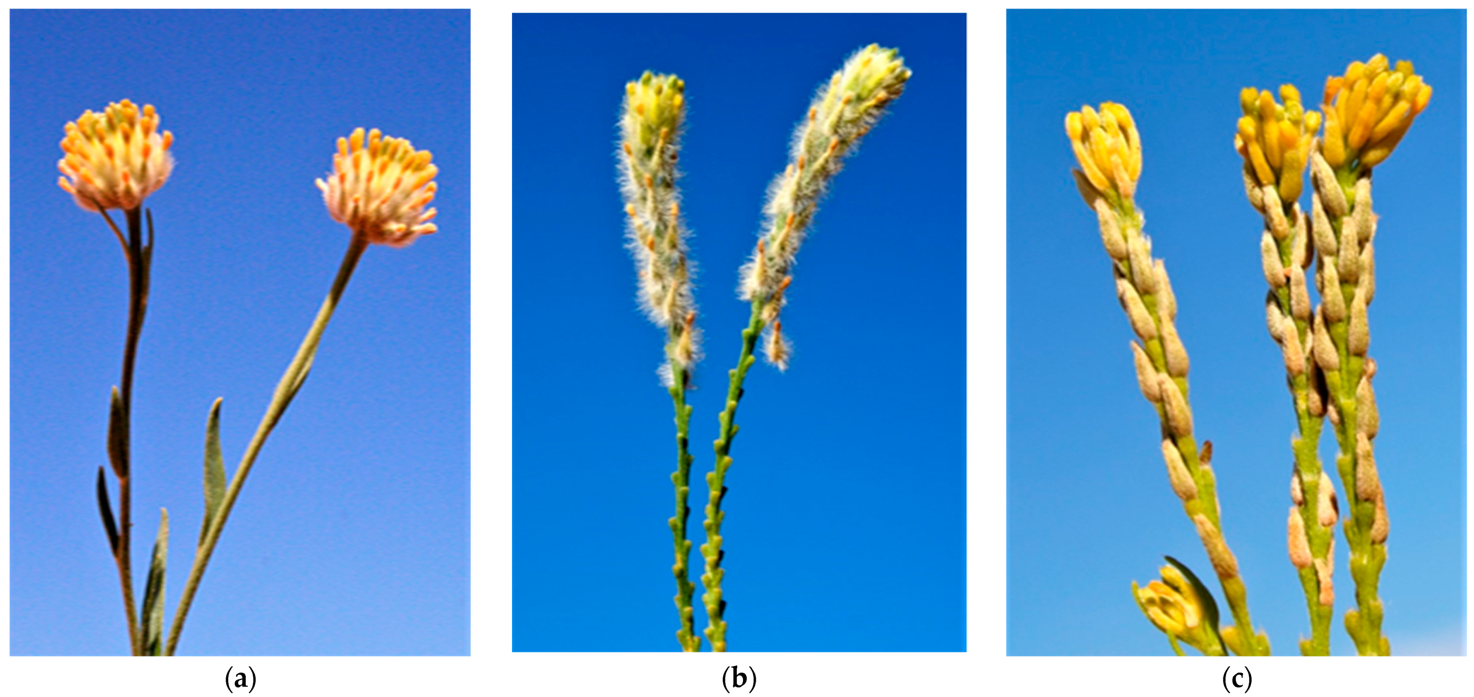 Toxins 15 00374 g003
