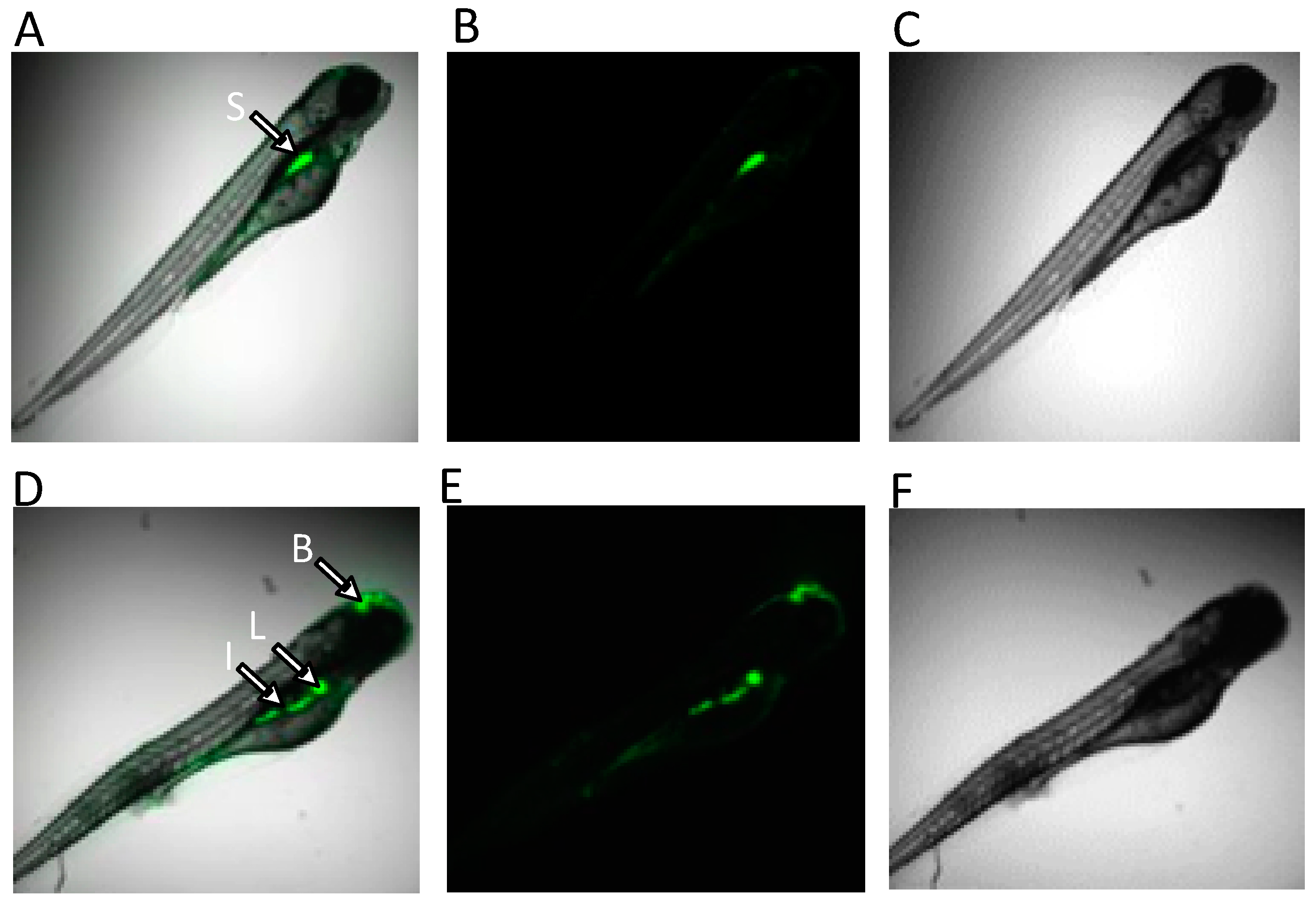 Toxins 15 00397 g007