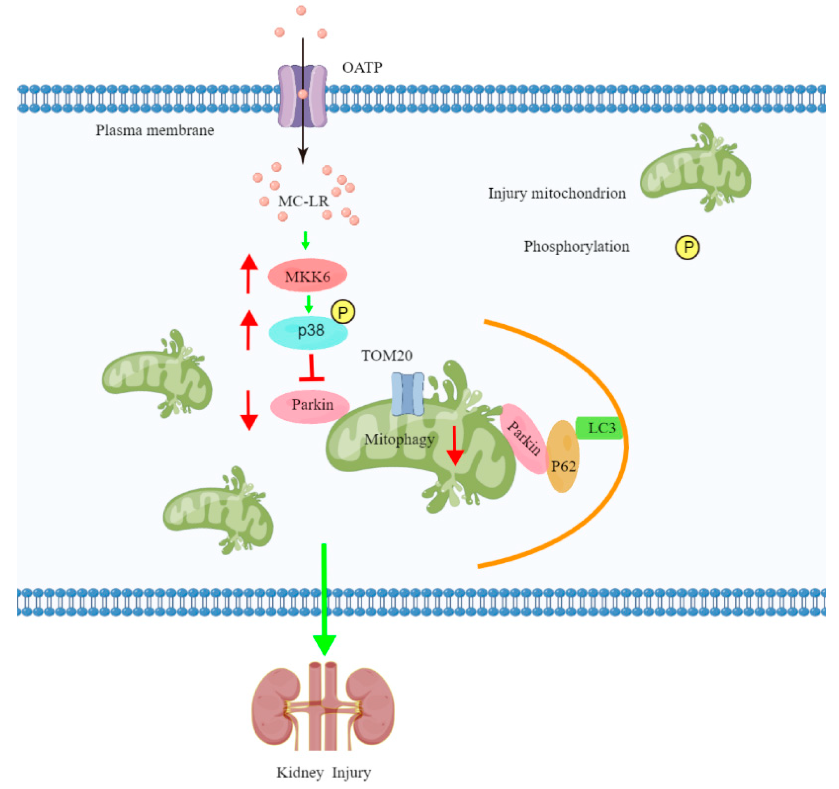 Toxins 15 00404 g007 Toxins 15 00404 g007