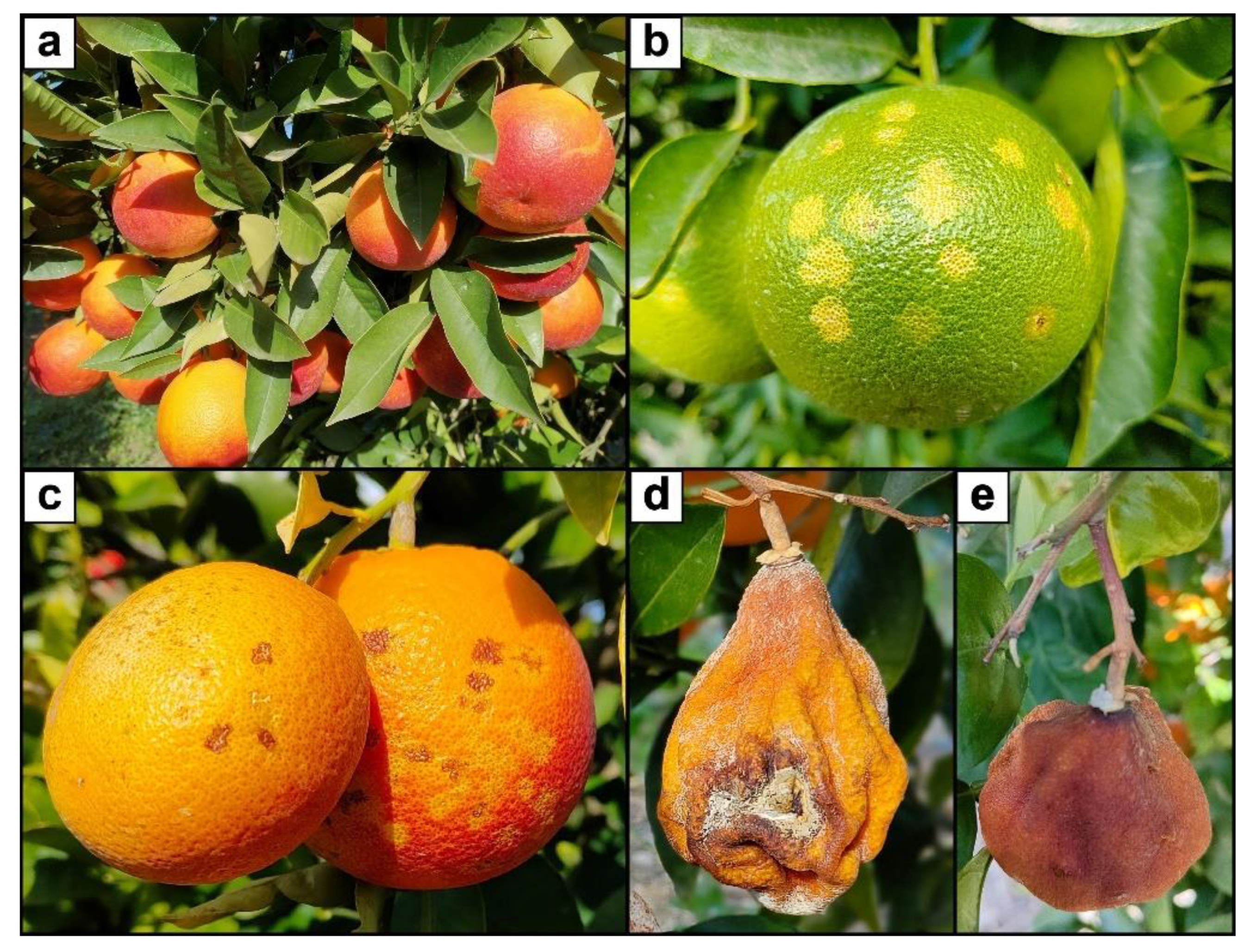 Toxins 15 00407 g012