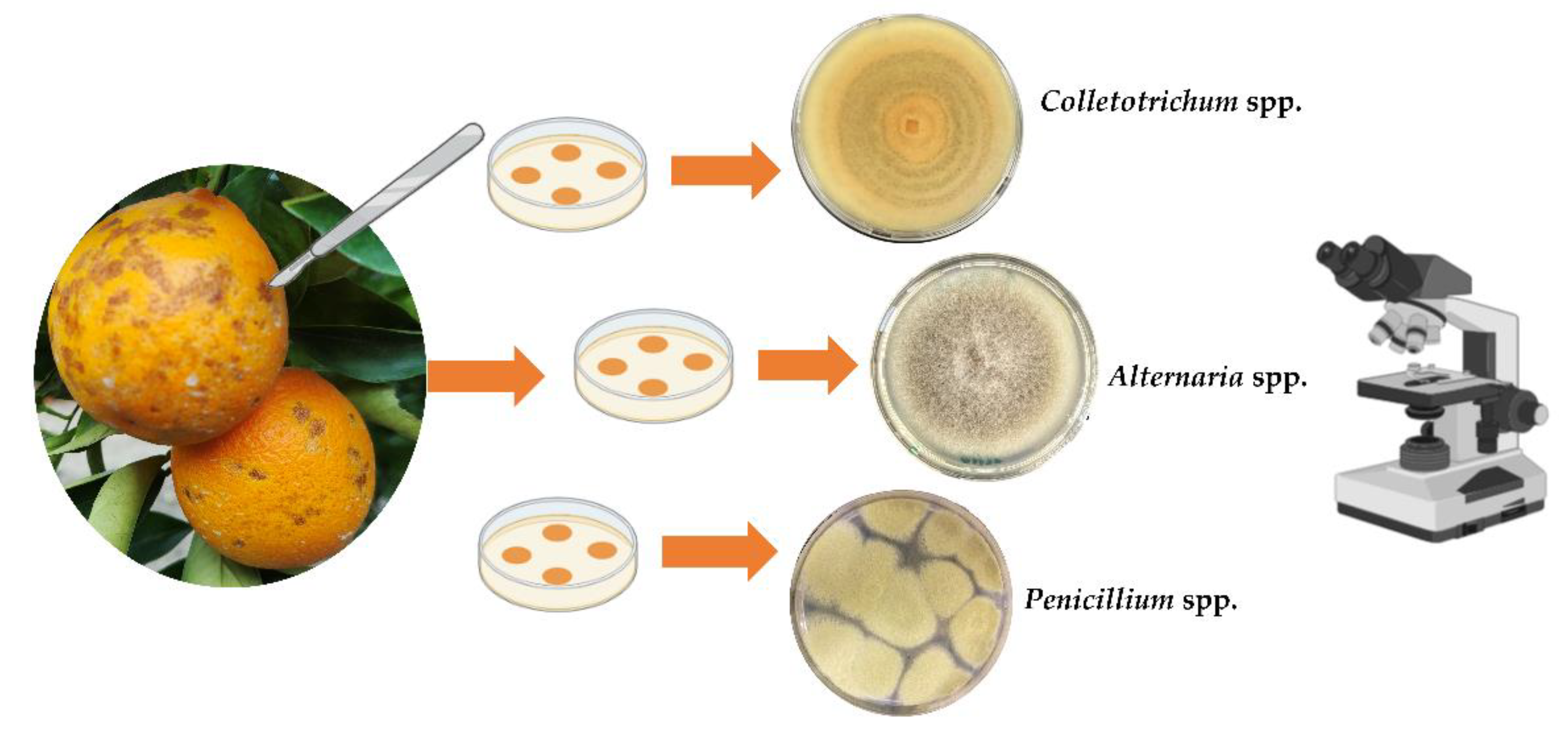 Toxins 15 00407 g013