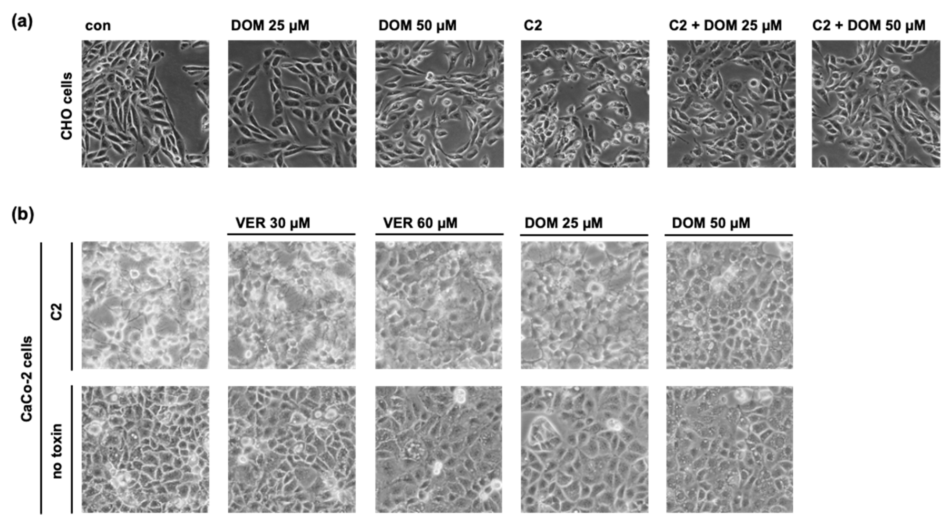 Toxins 15 00412 g002 Toxins 15 00412 g002