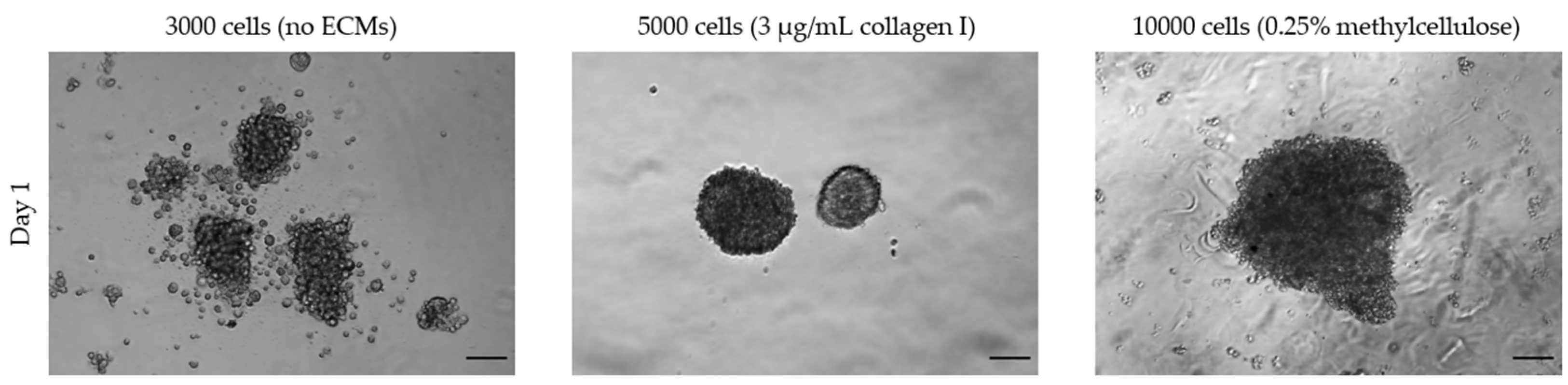 Toxins 15 00422 g006