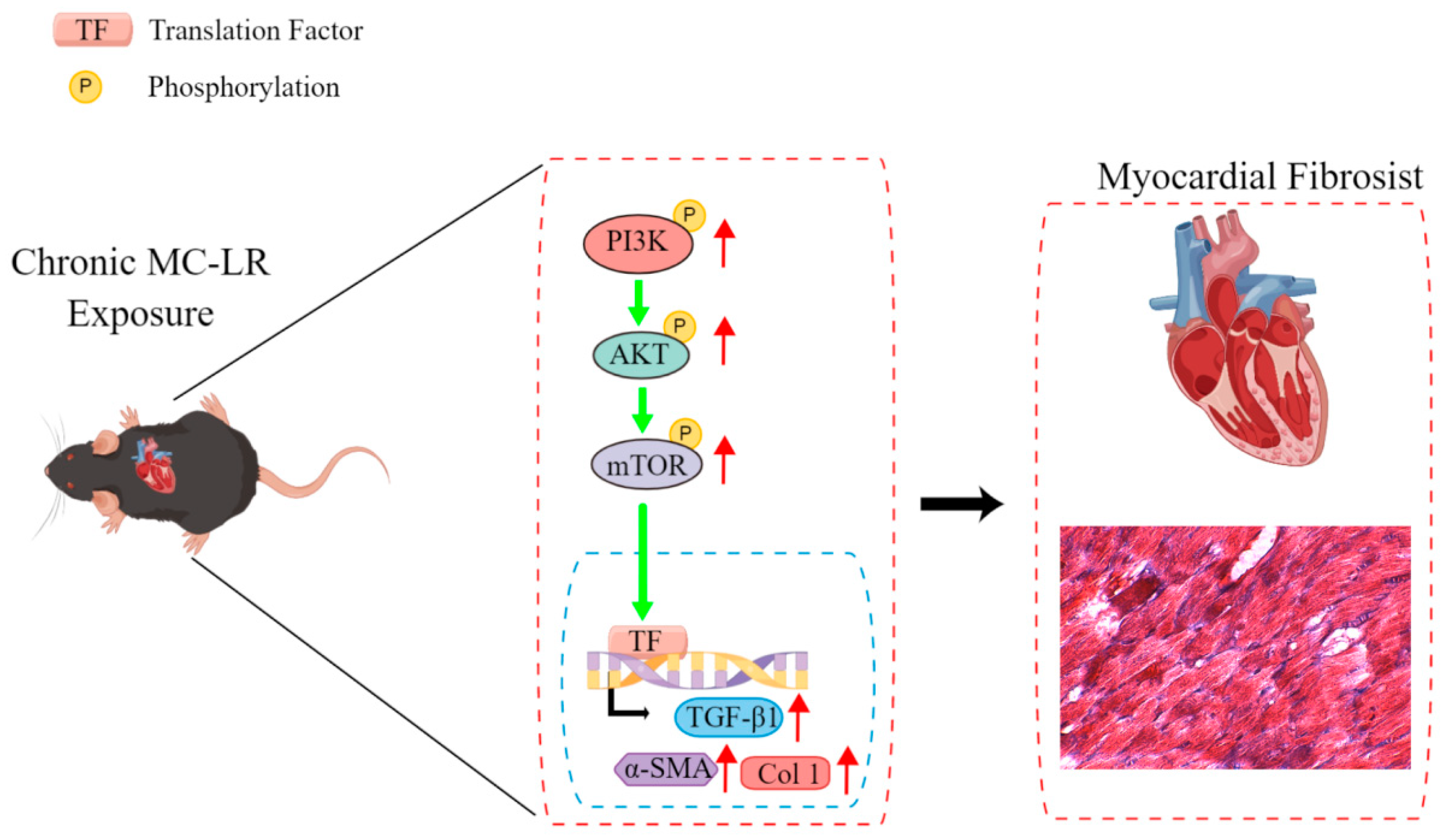 Toxins 15 00427 g007