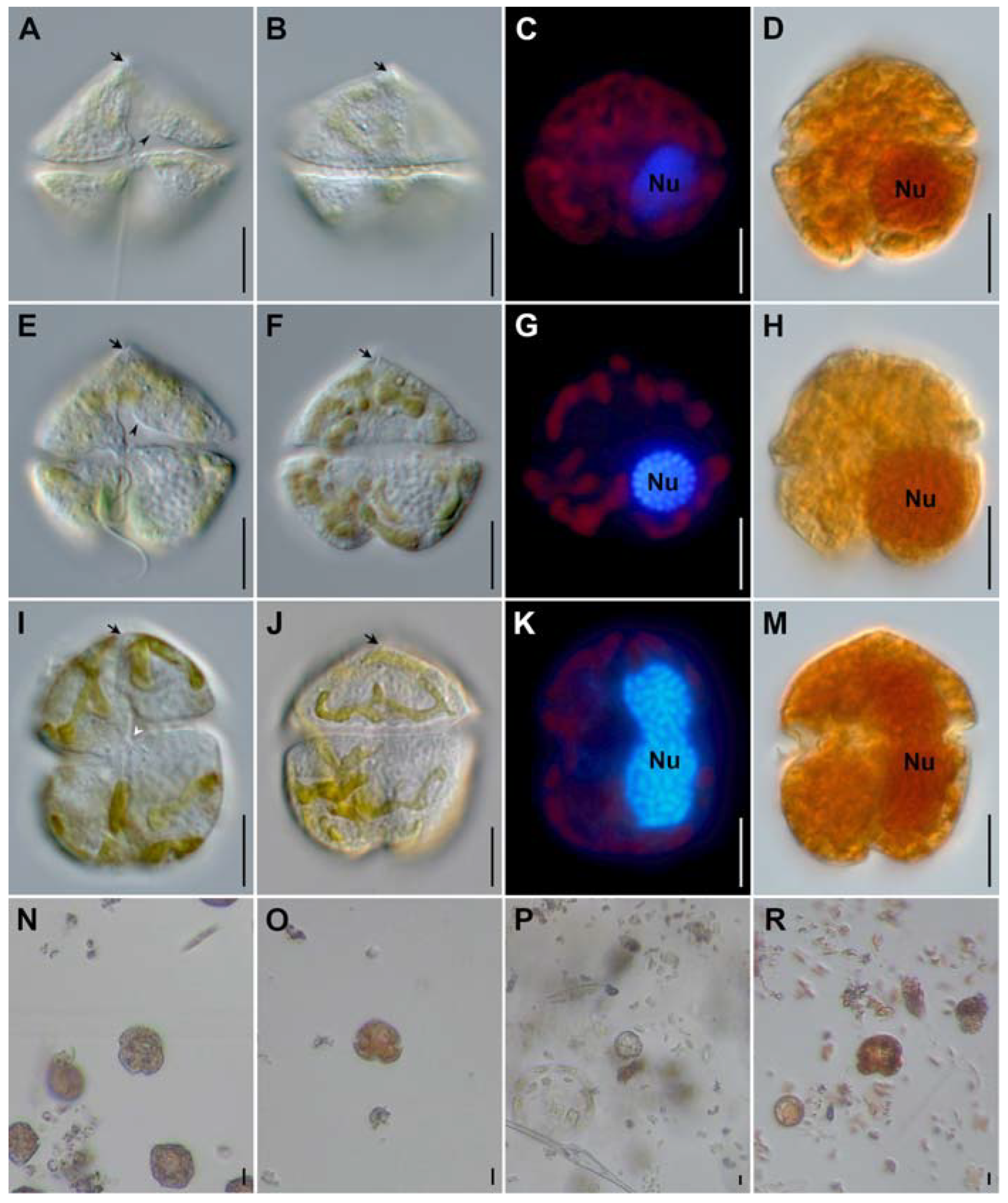 Toxins 15 00469 g001 Toxins 15 00469 g001