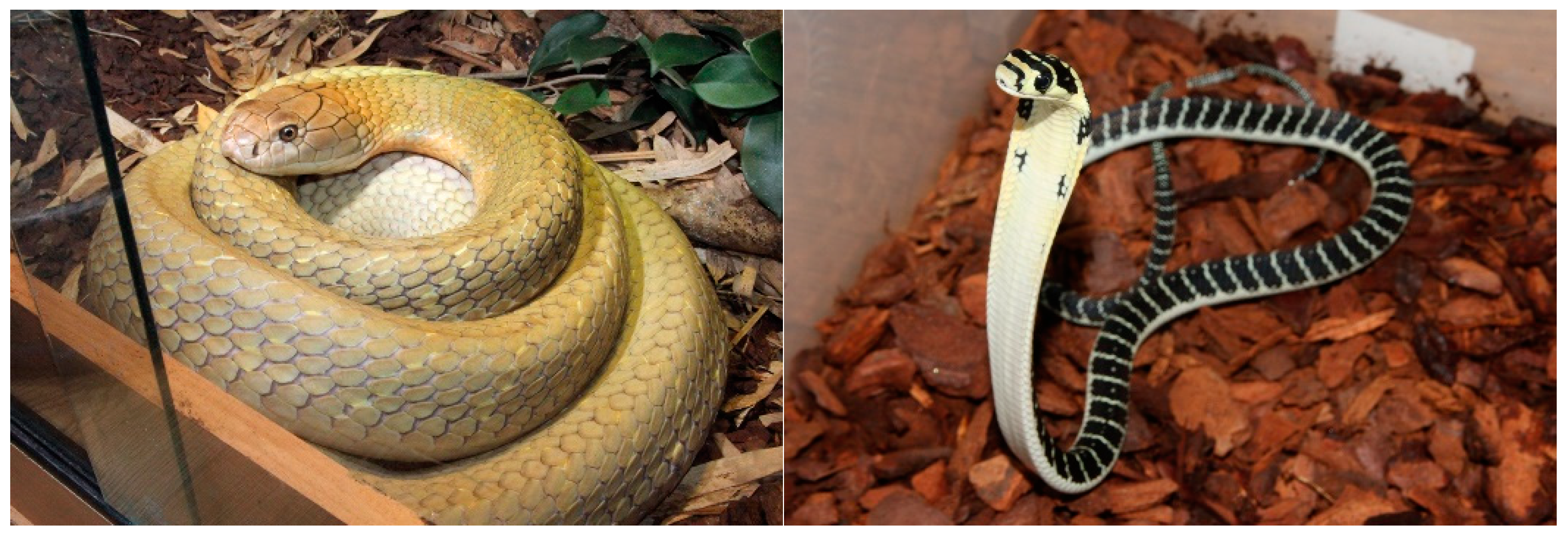 Toxins 15 00549 g001