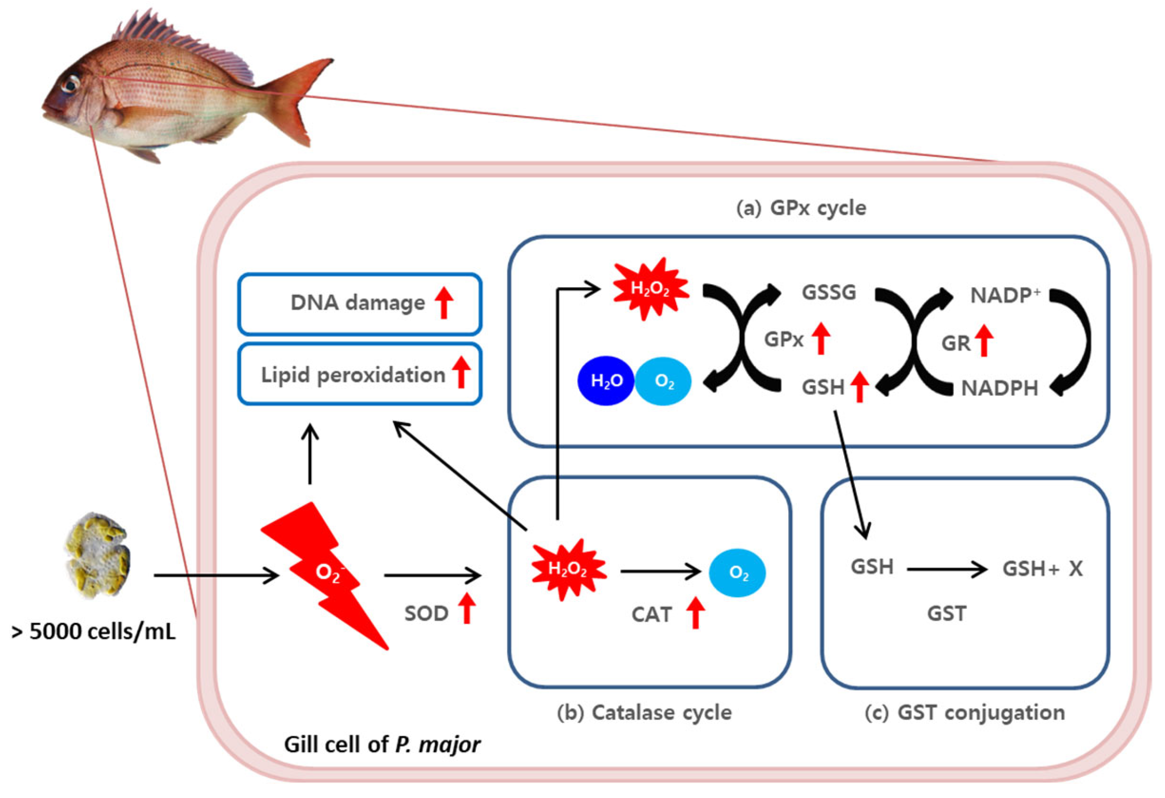 Toxins 15 00620 g007